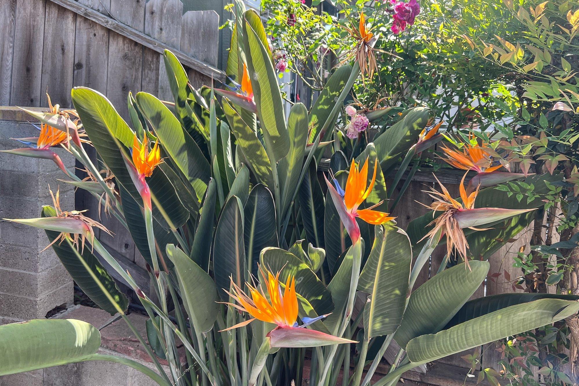 Detail Gallery Image 33 of 41 For 5037  Waring Rd, San Diego,  CA 92120 - 3 Beds | 2 Baths