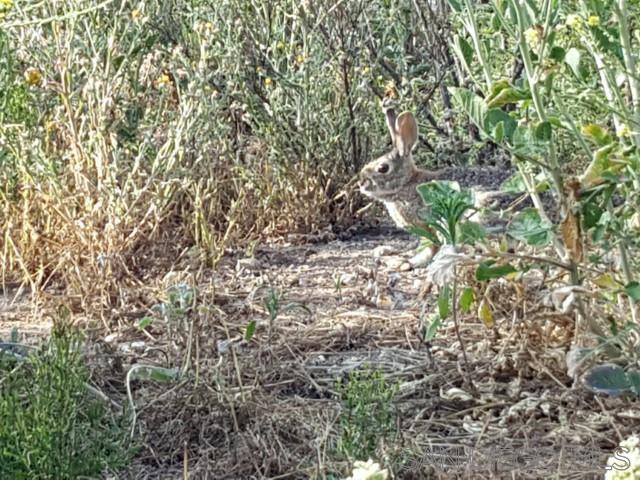 Detail Gallery Image 28 of 63 For 8209  Mesa, Santee,  CA 92071 - – Beds | – Baths