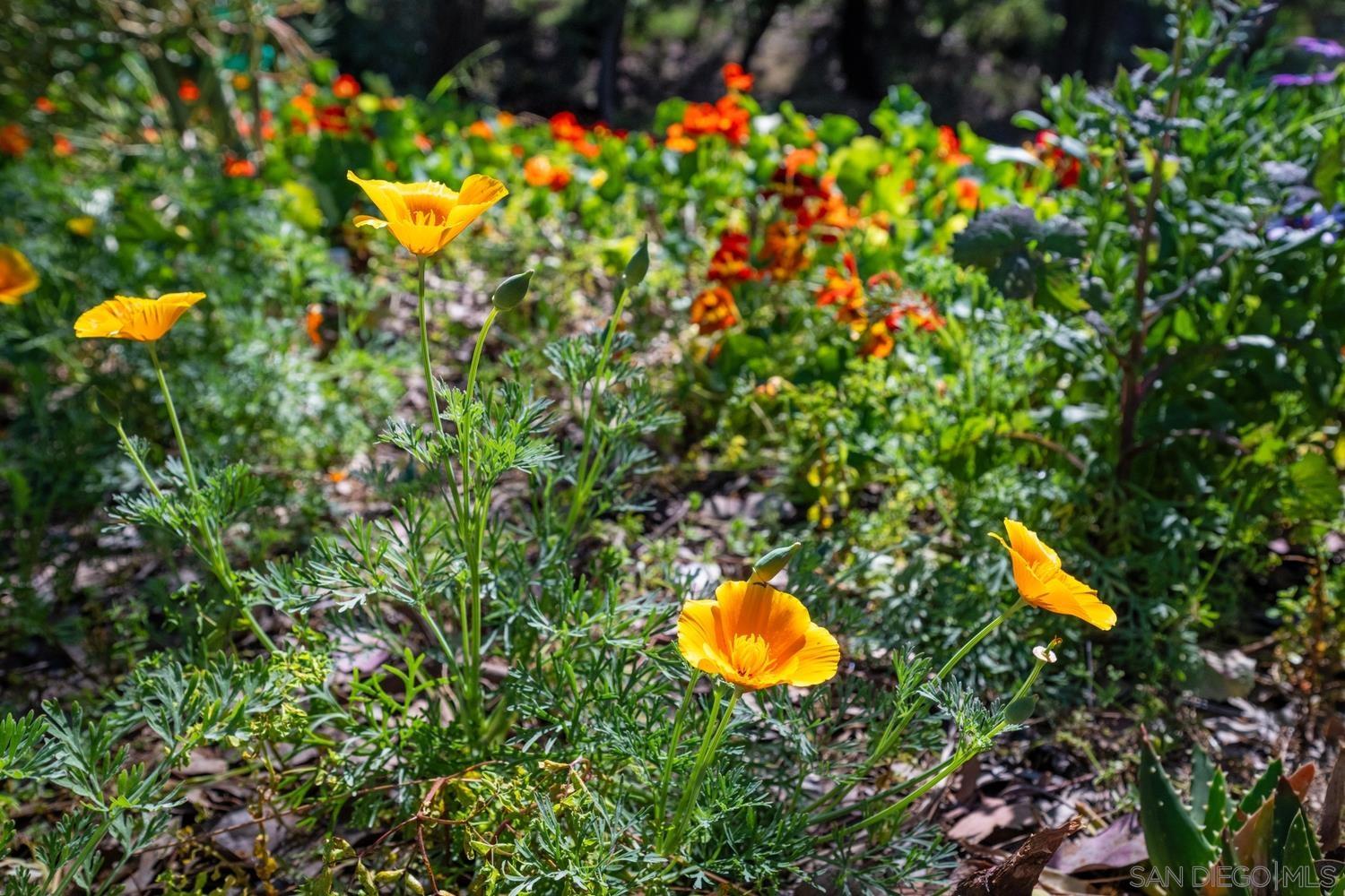 Detail Gallery Image 42 of 57 For 1282  Olive Ave, Fallbrook,  CA 92028 - 4 Beds | 3 Baths