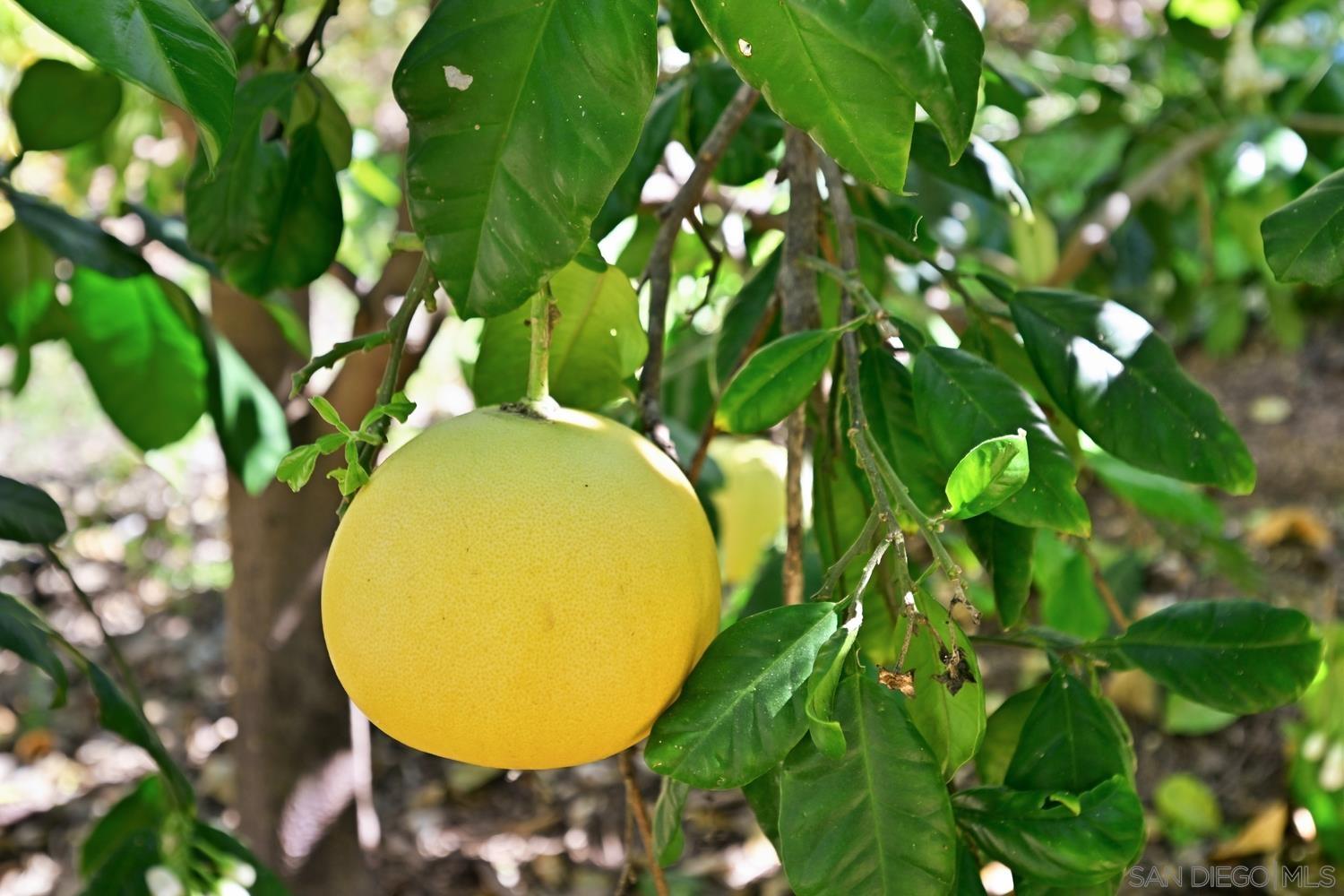 Detail Gallery Image 43 of 57 For 1282  Olive Ave, Fallbrook,  CA 92028 - 4 Beds | 3 Baths