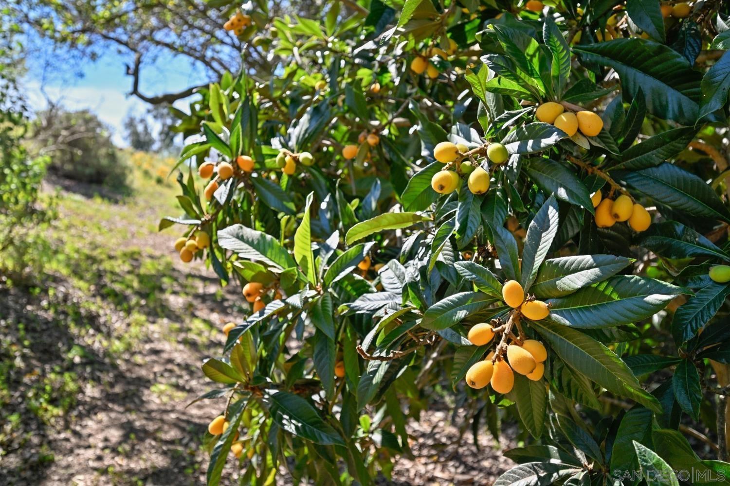 Detail Gallery Image 44 of 57 For 1282  Olive Ave, Fallbrook,  CA 92028 - 4 Beds | 3 Baths