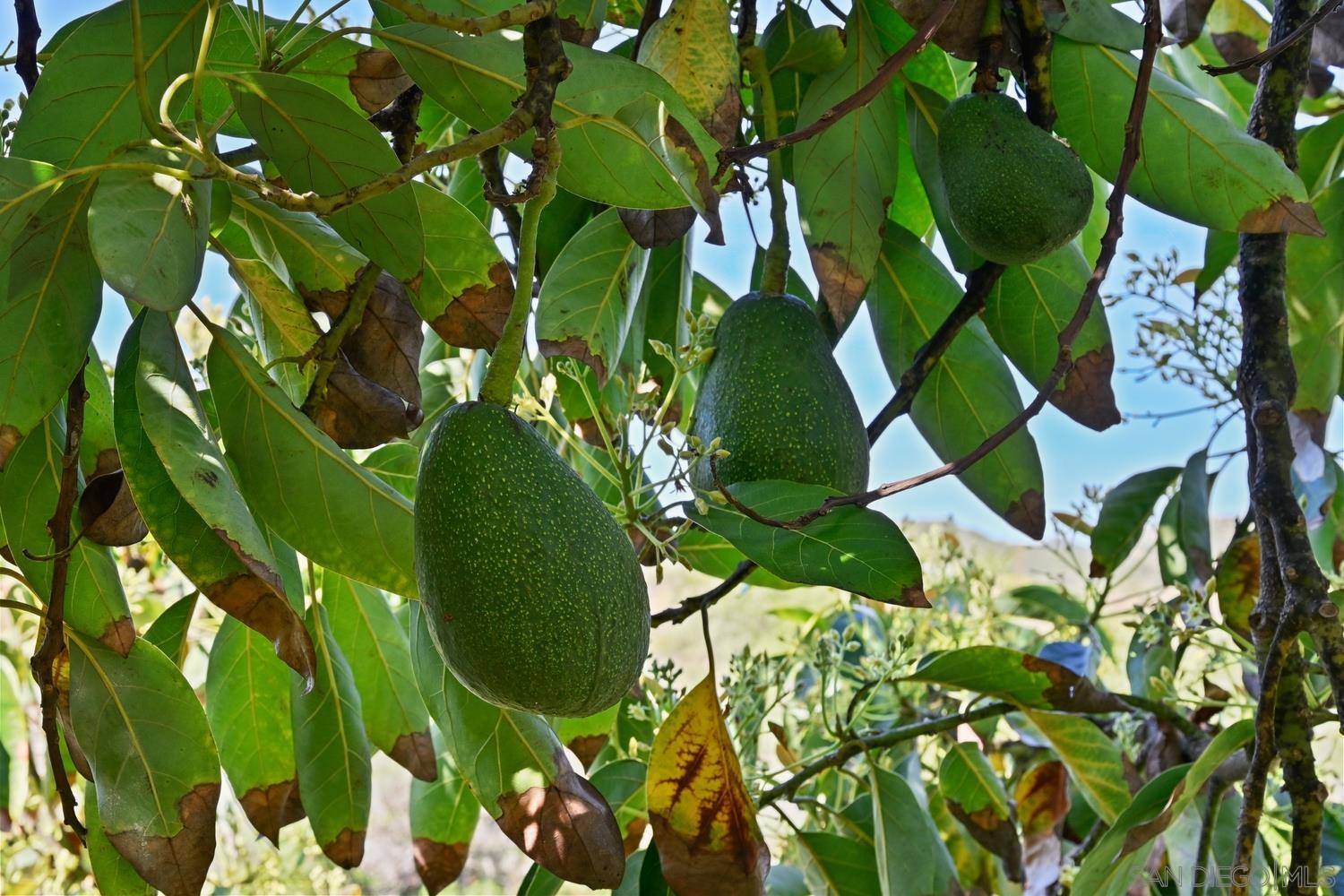 Detail Gallery Image 45 of 57 For 1282  Olive Ave, Fallbrook,  CA 92028 - 4 Beds | 3 Baths