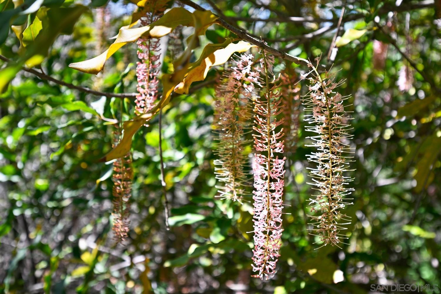 Detail Gallery Image 46 of 57 For 1282  Olive Ave, Fallbrook,  CA 92028 - 4 Beds | 3 Baths