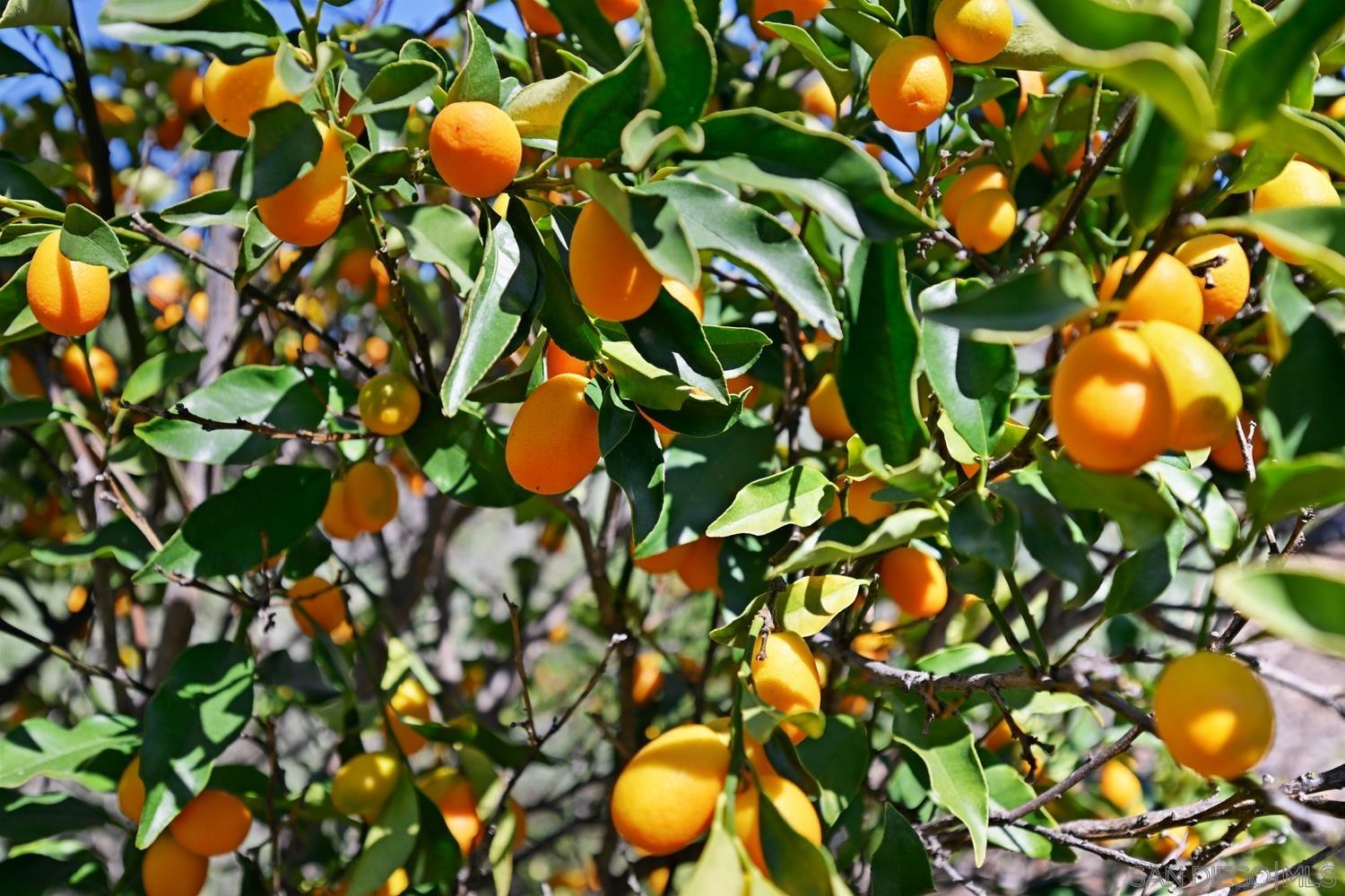 Detail Gallery Image 47 of 57 For 1282  Olive Ave, Fallbrook,  CA 92028 - 4 Beds | 3 Baths