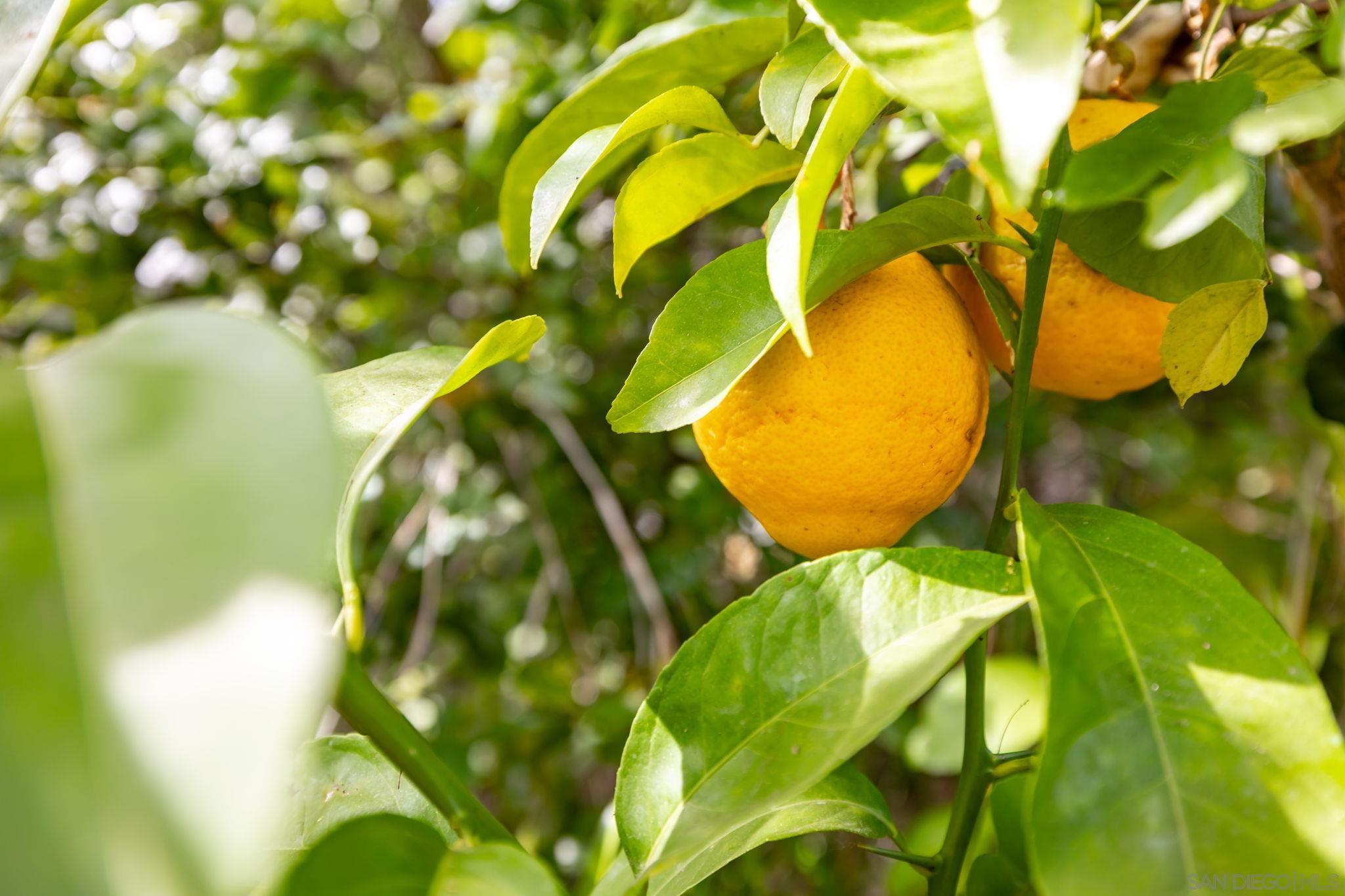 Detail Gallery Image 30 of 41 For 1014 E Bel Air Drive, Vista,  CA 92084 - 2 Beds | 2 Baths