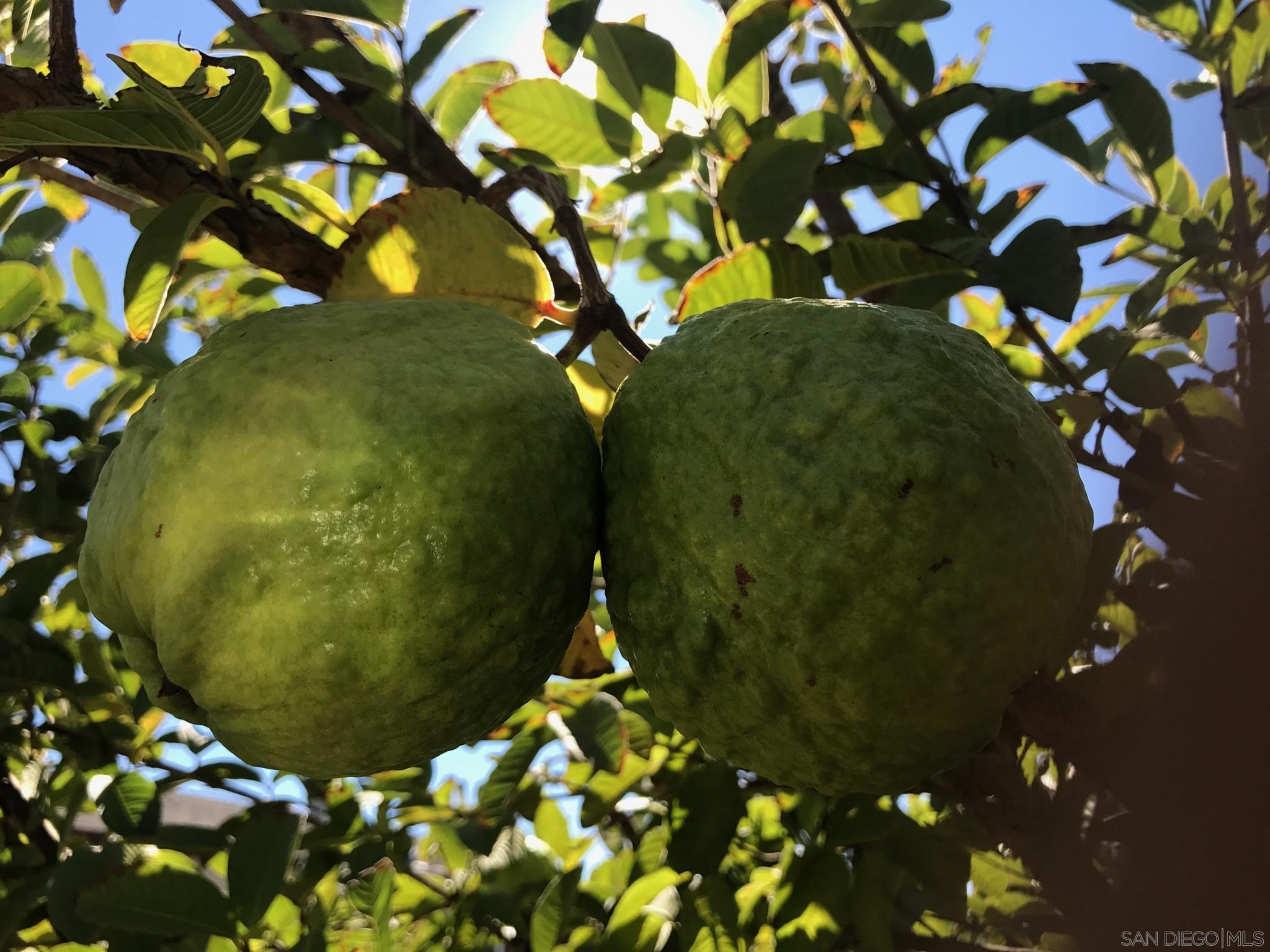 Detail Gallery Image 65 of 65 For 14302  Sandown Court, Poway,  CA 92064 - 5 Beds | 3 Baths