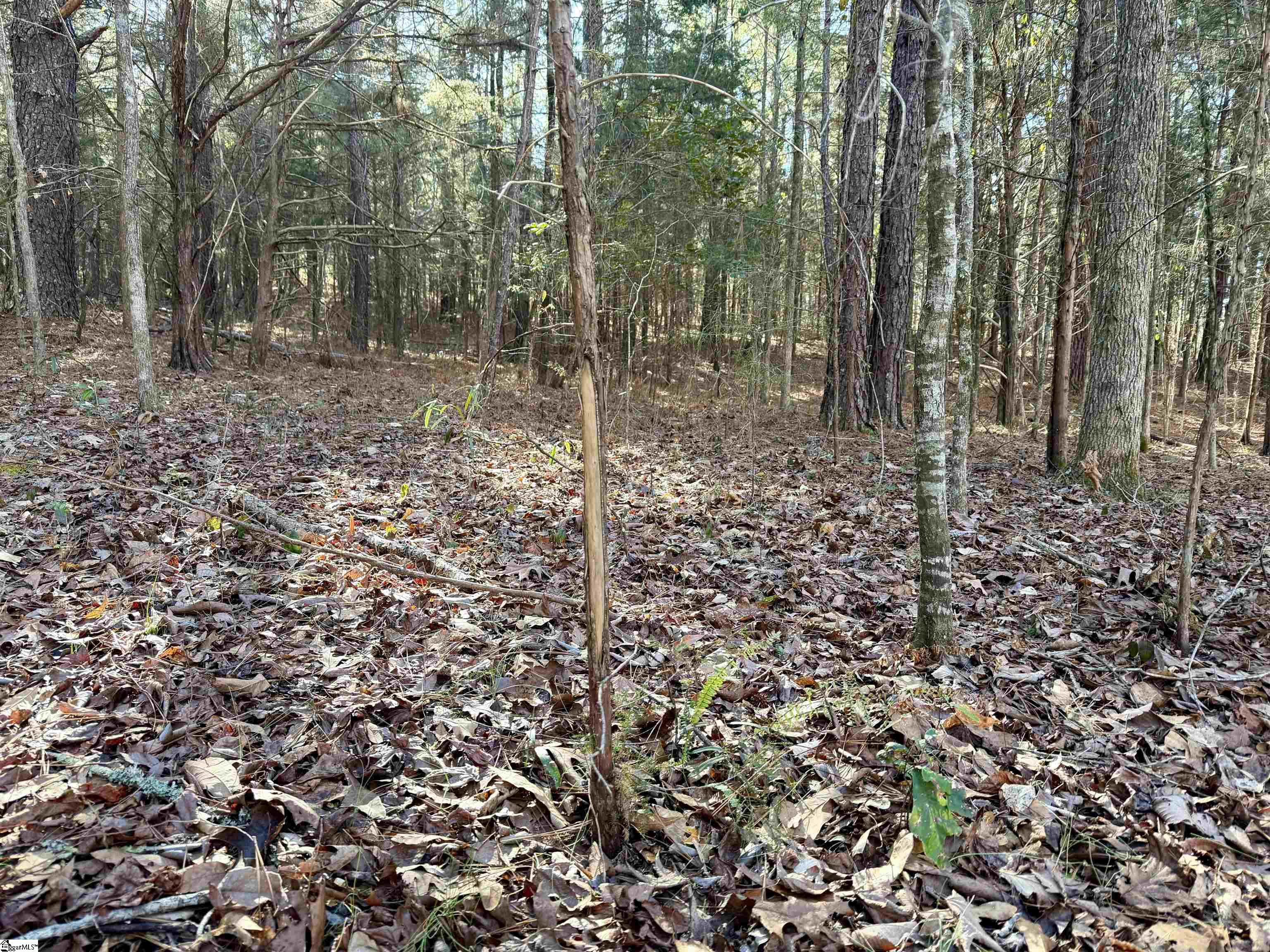 00 Neely Ferry Road photo 19