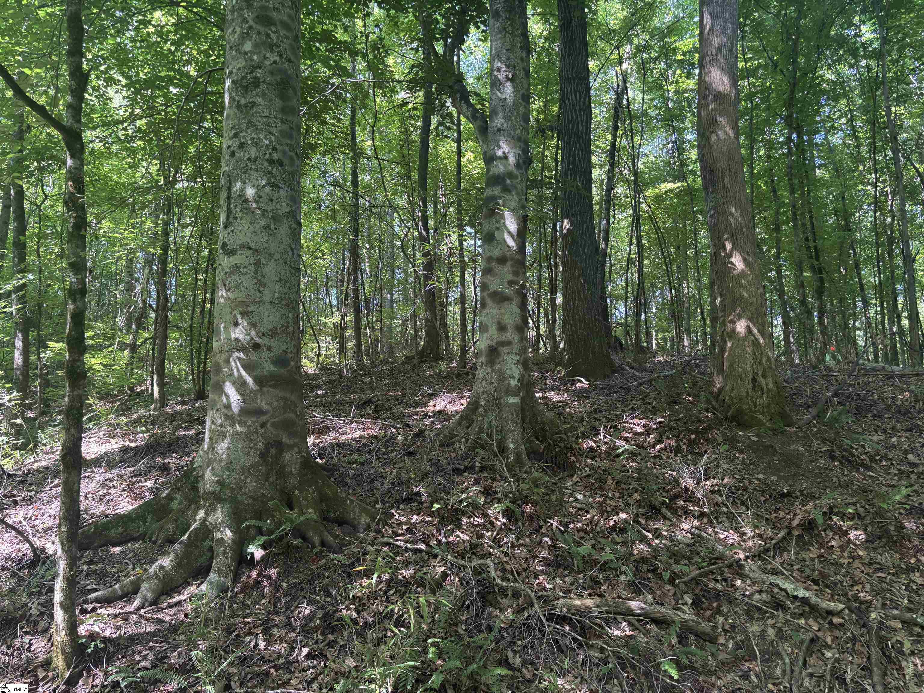 Old Calhoun Falls Road Abbeville, SC 29620