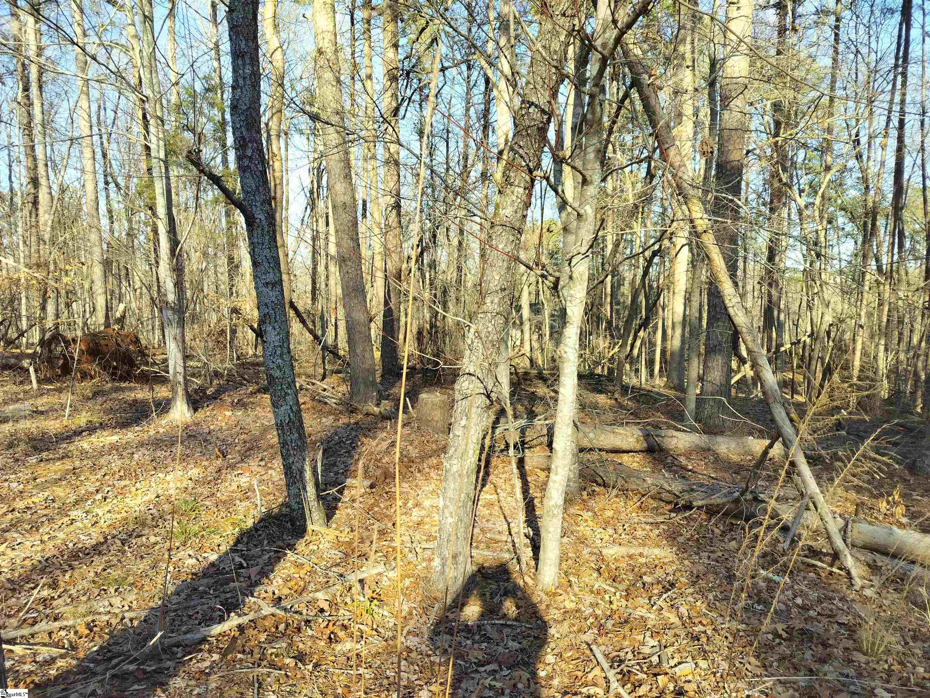 343 Beech Drive