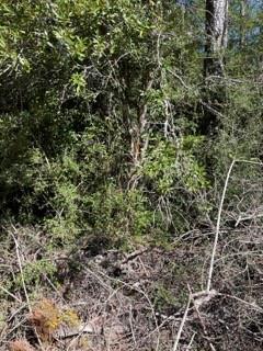 40253 NICOLE ELIZABETH Drive, Franklinton, LA 70438