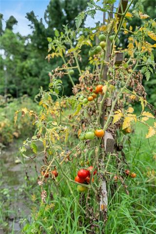 Photo 22