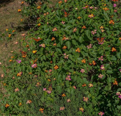 Photo 30