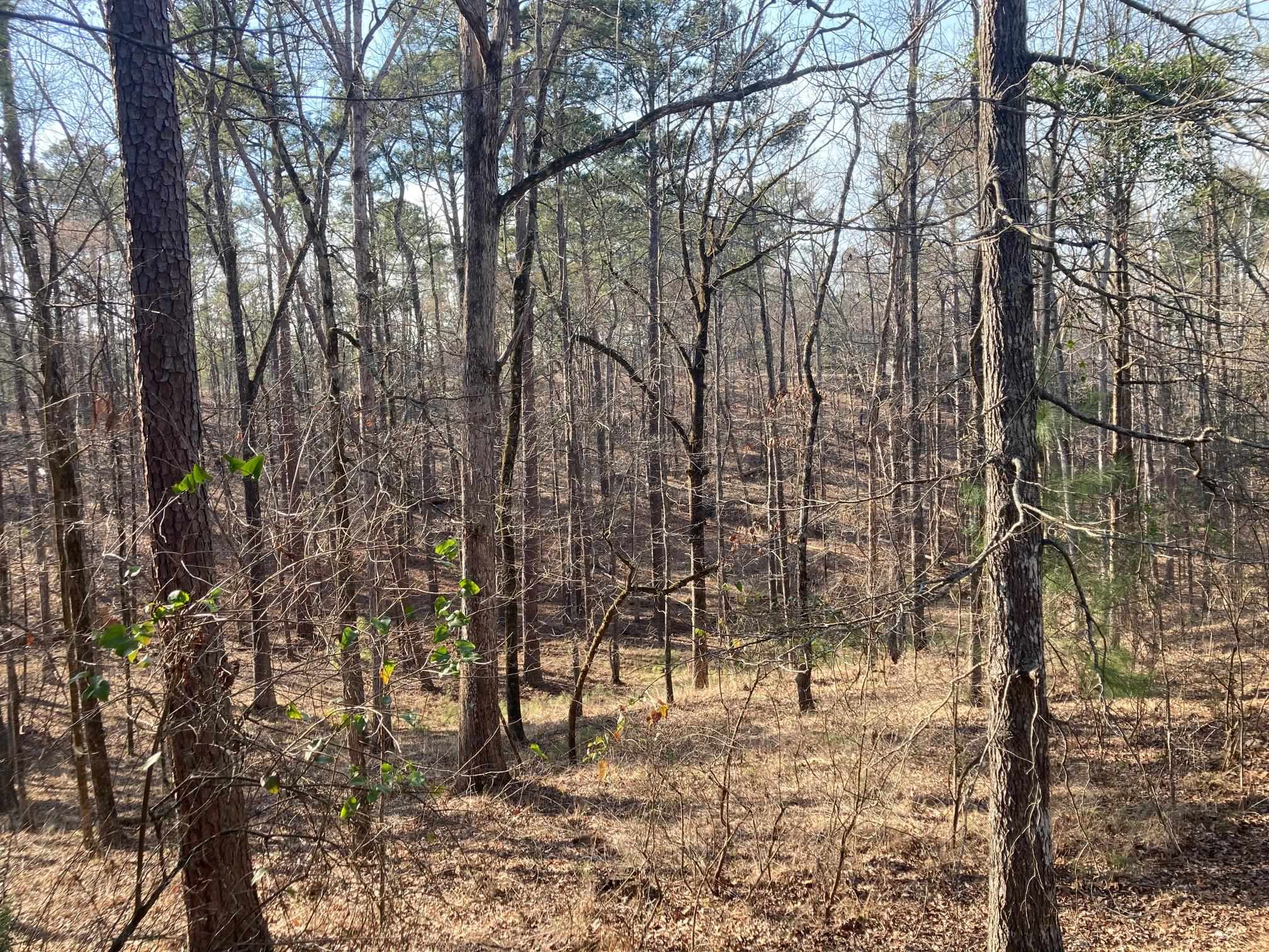 1060 Dejarnet Place image 6