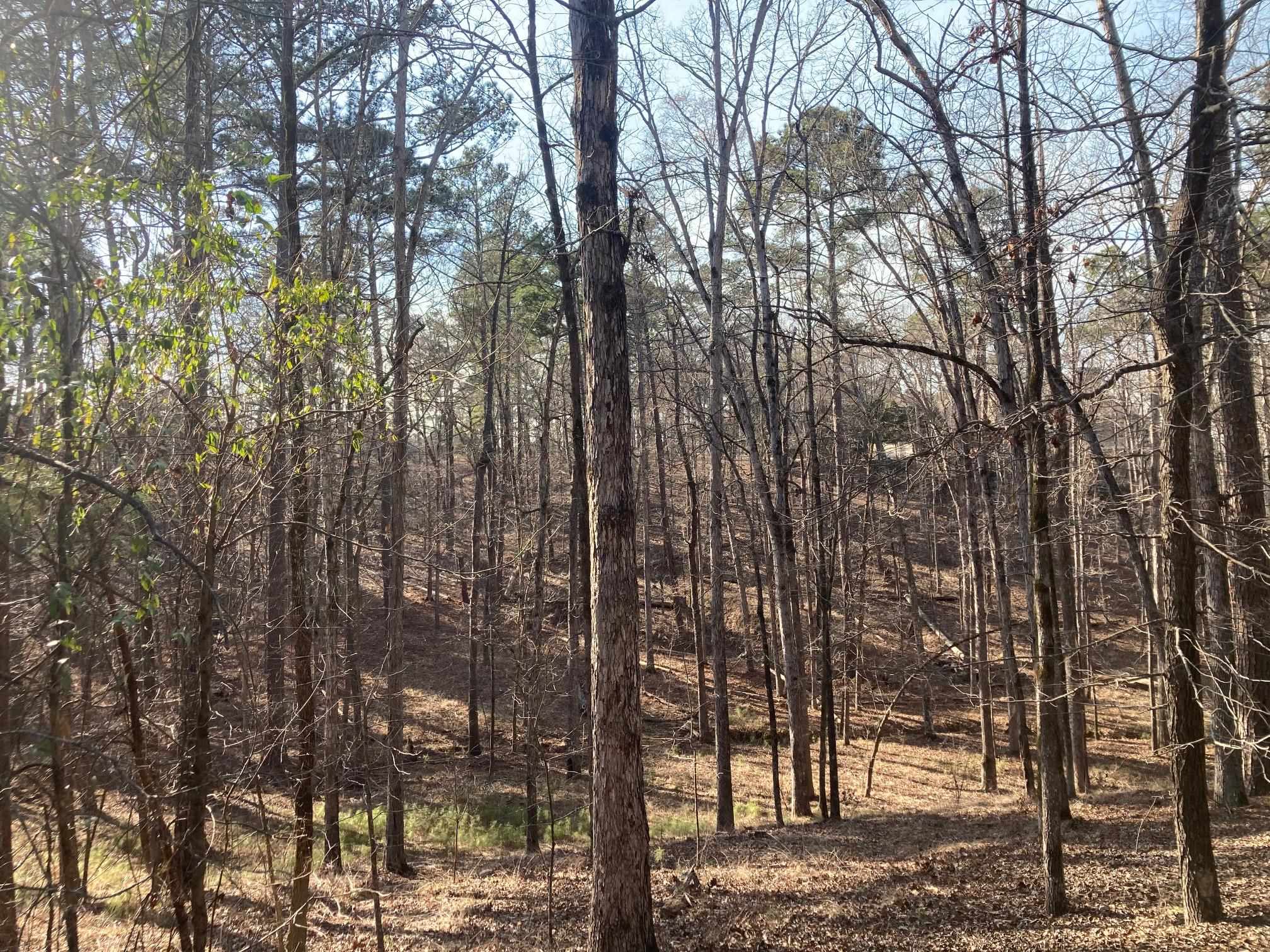 1060 Dejarnet Place image 7