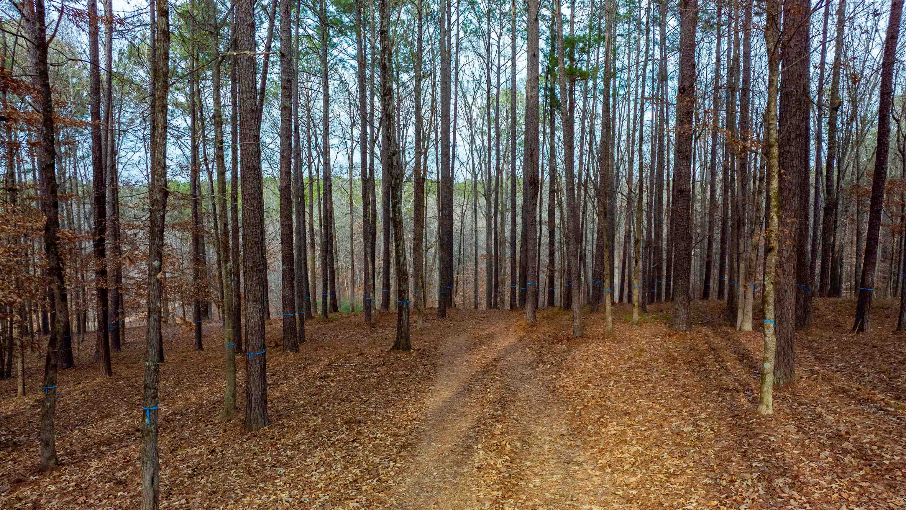 1191 Sunset Overlook image 6