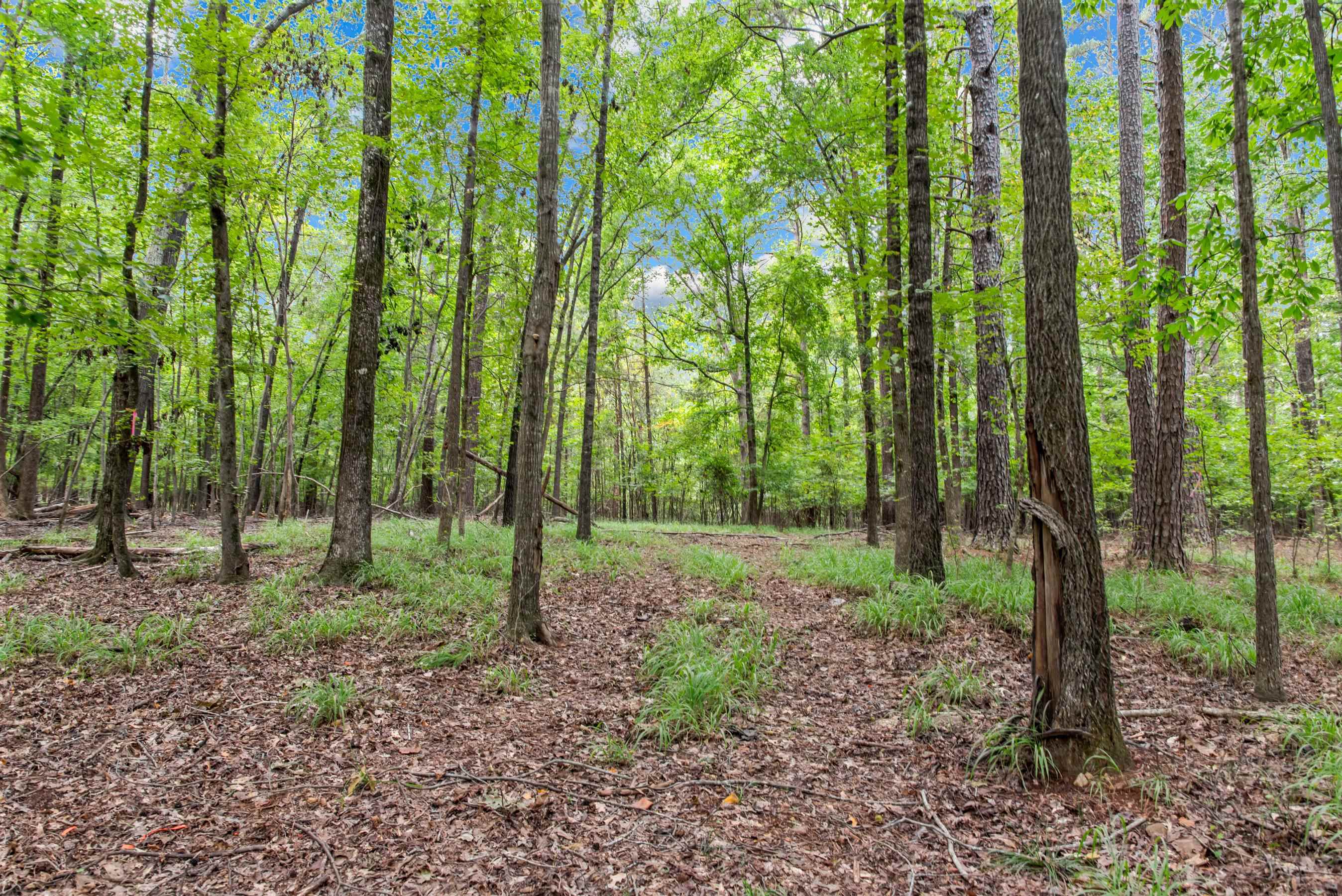 149 Carolyn Drive image 8