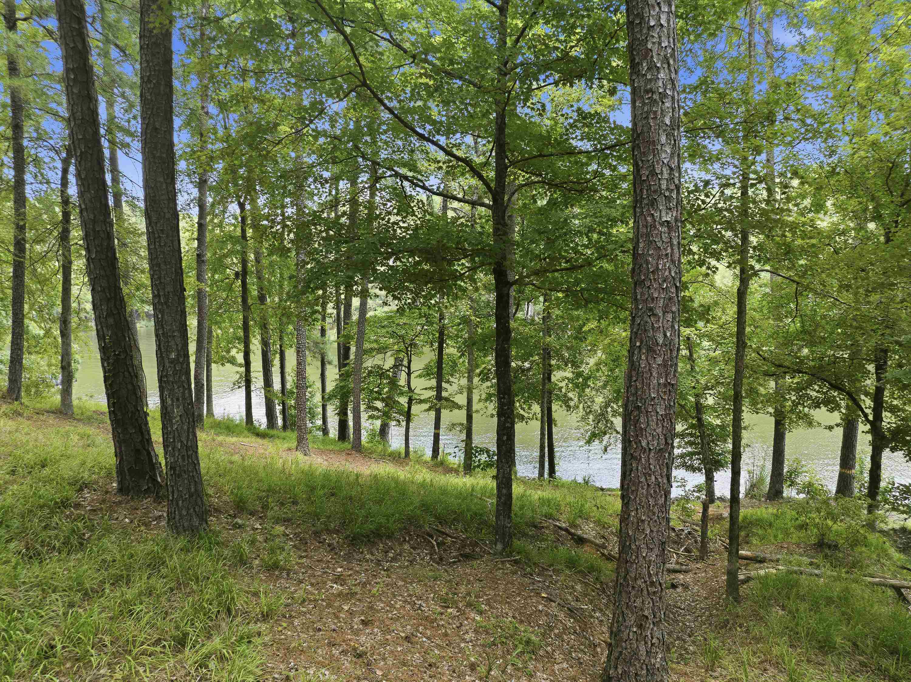 1550 Dogwood Drive image 12