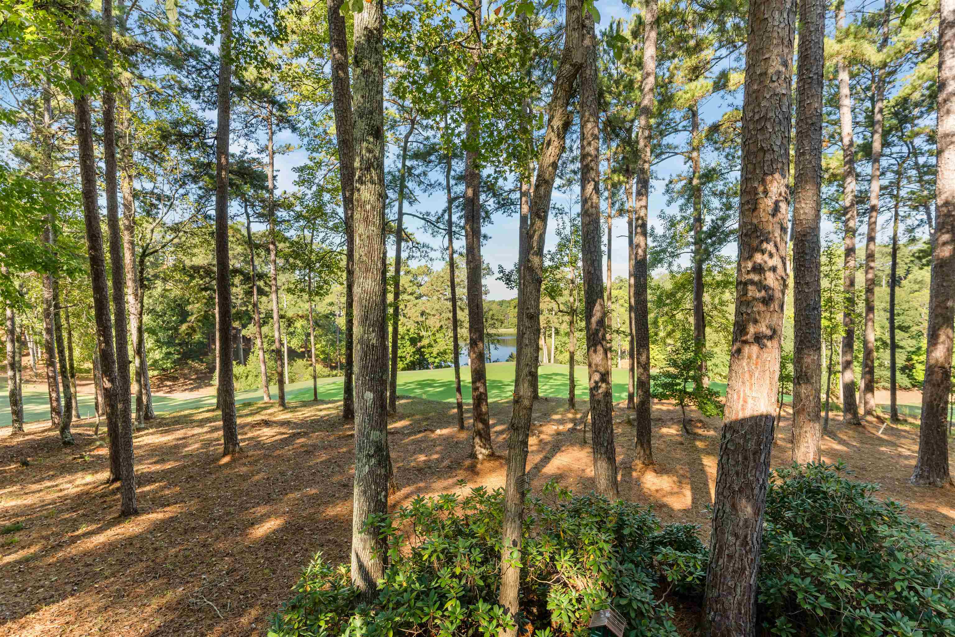 1181 SHOULDERBONE CIRCLE image 66