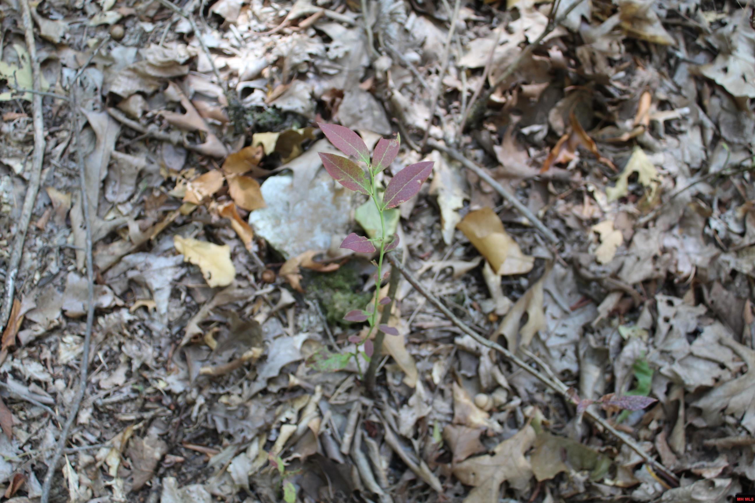 156-00026-000 Blue Lake Drive