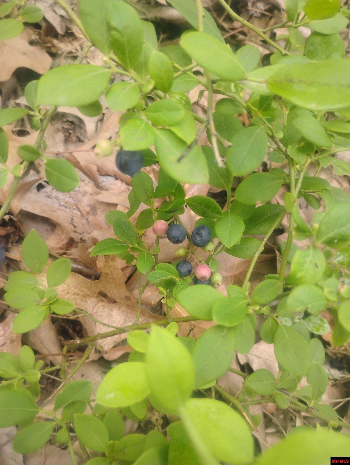 Tract 1 Tater Knob Lane