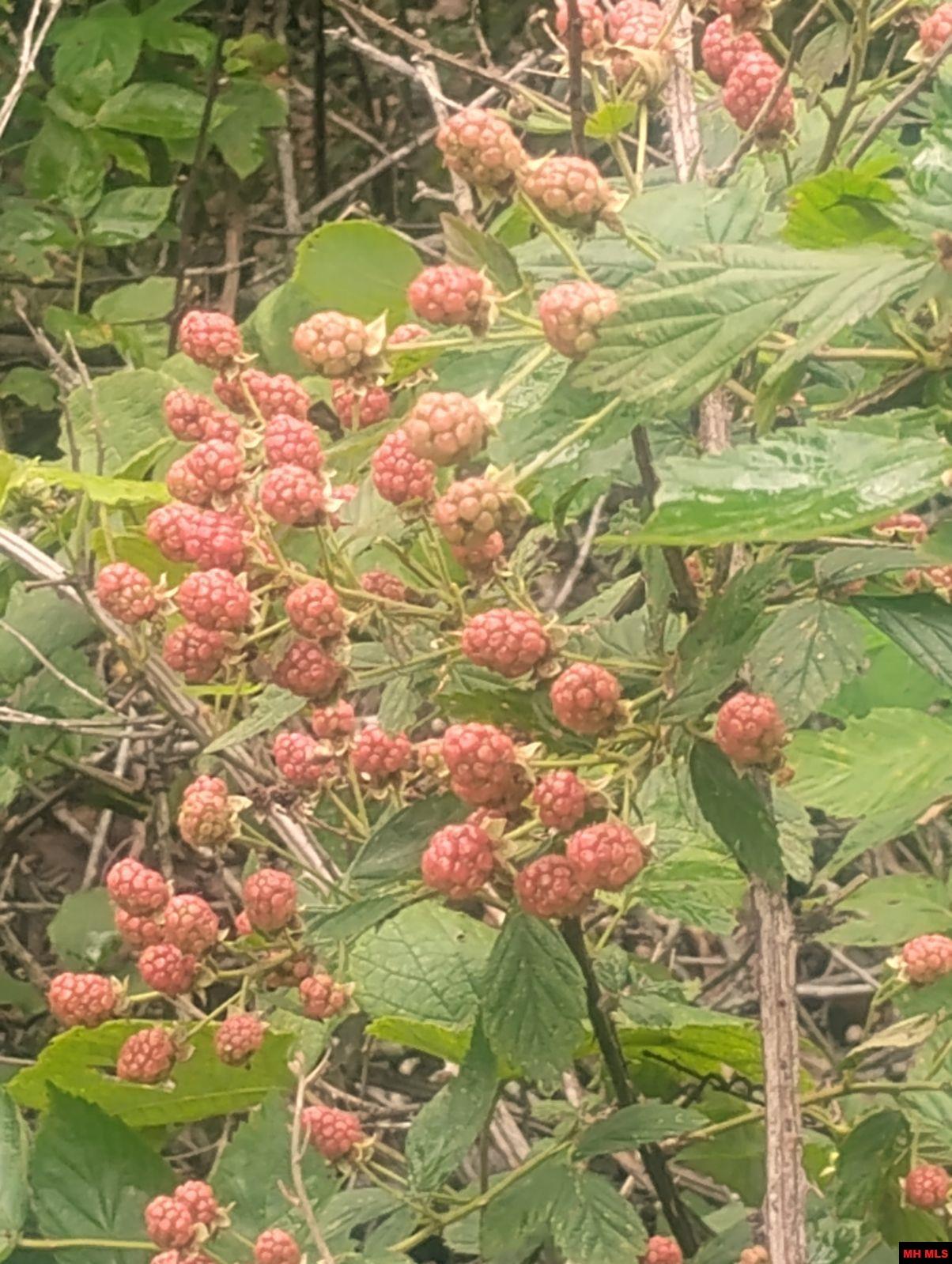 Tract 1 Tater Knob Lane