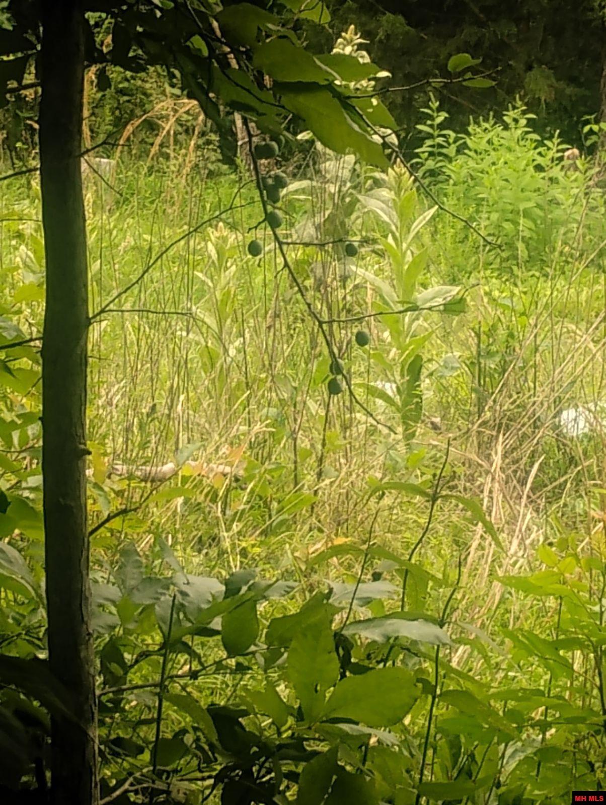 Tract 1 Tater Knob Lane