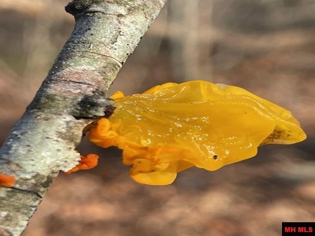 1313 Zone Ridge Lane