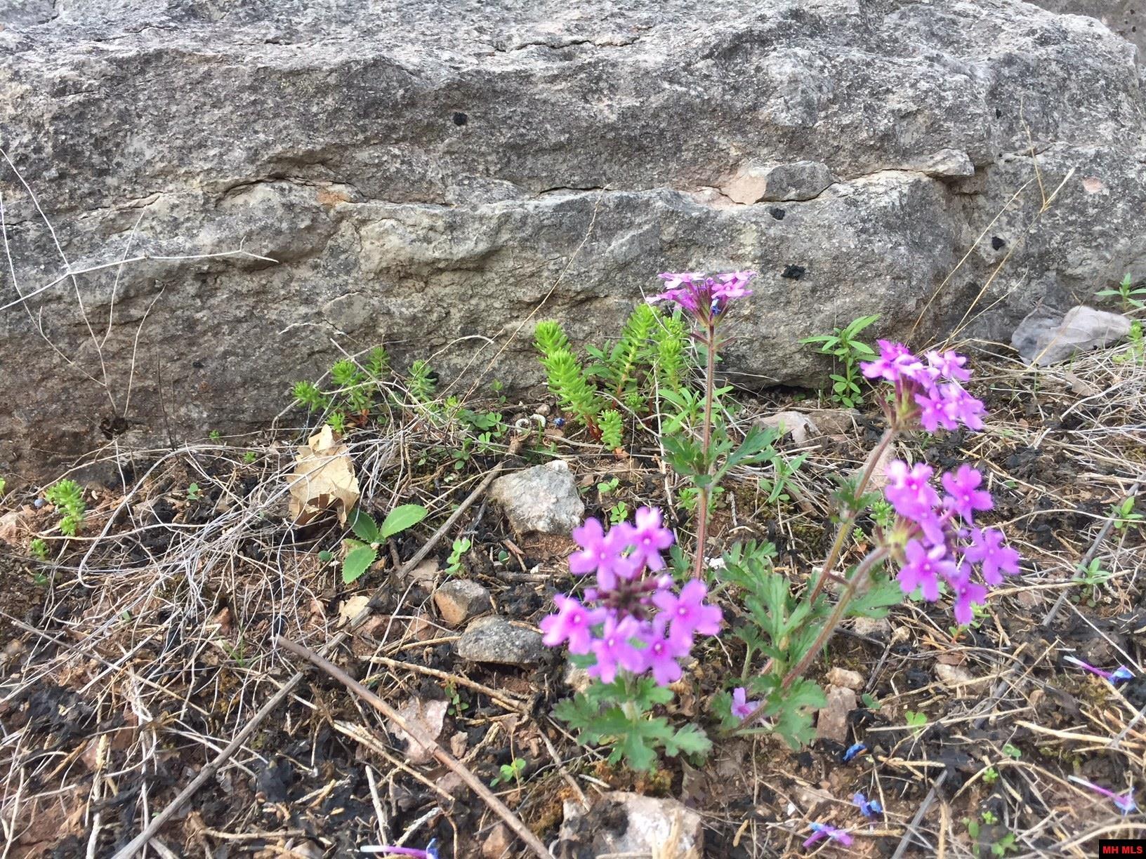 1132 Lighthouse Lane