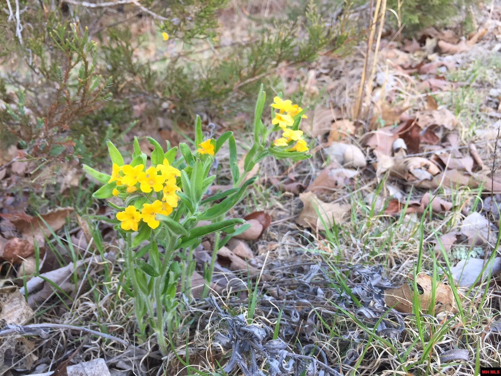 1132 Lighthouse Lane