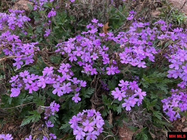 1132 Lighthouse Lane