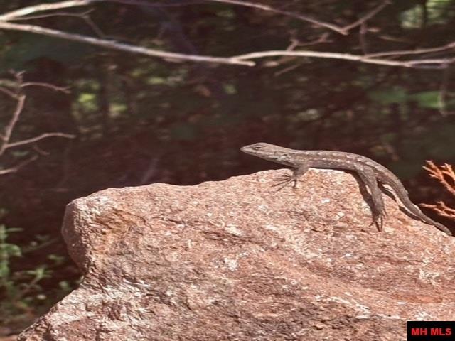 1132 Lighthouse Lane