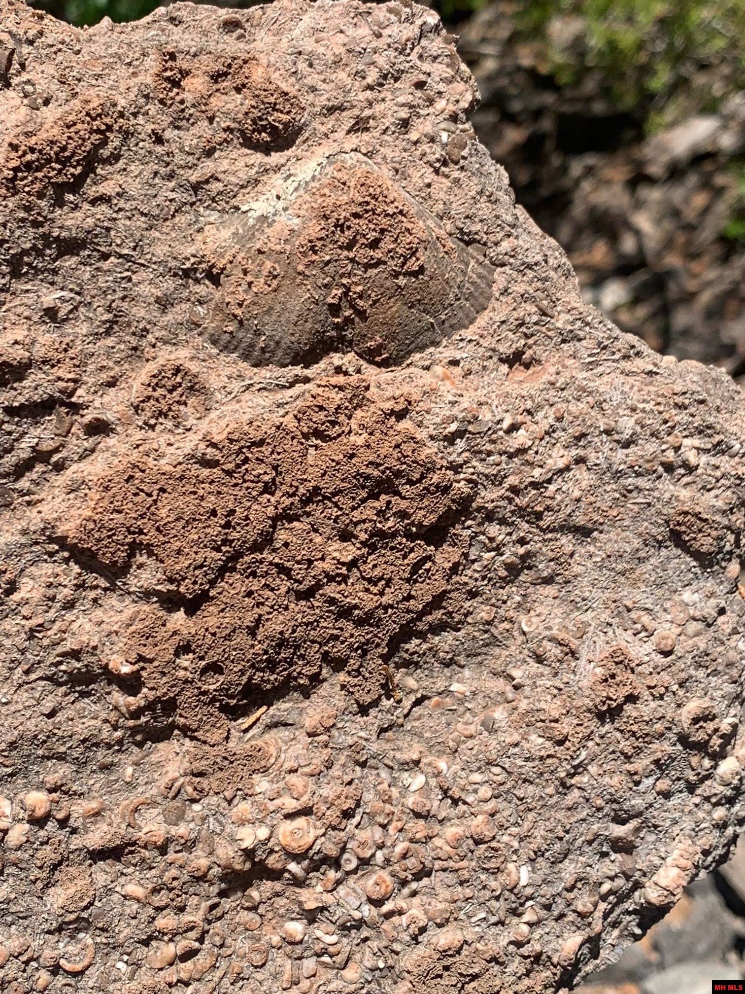 1132 Lighthouse Lane