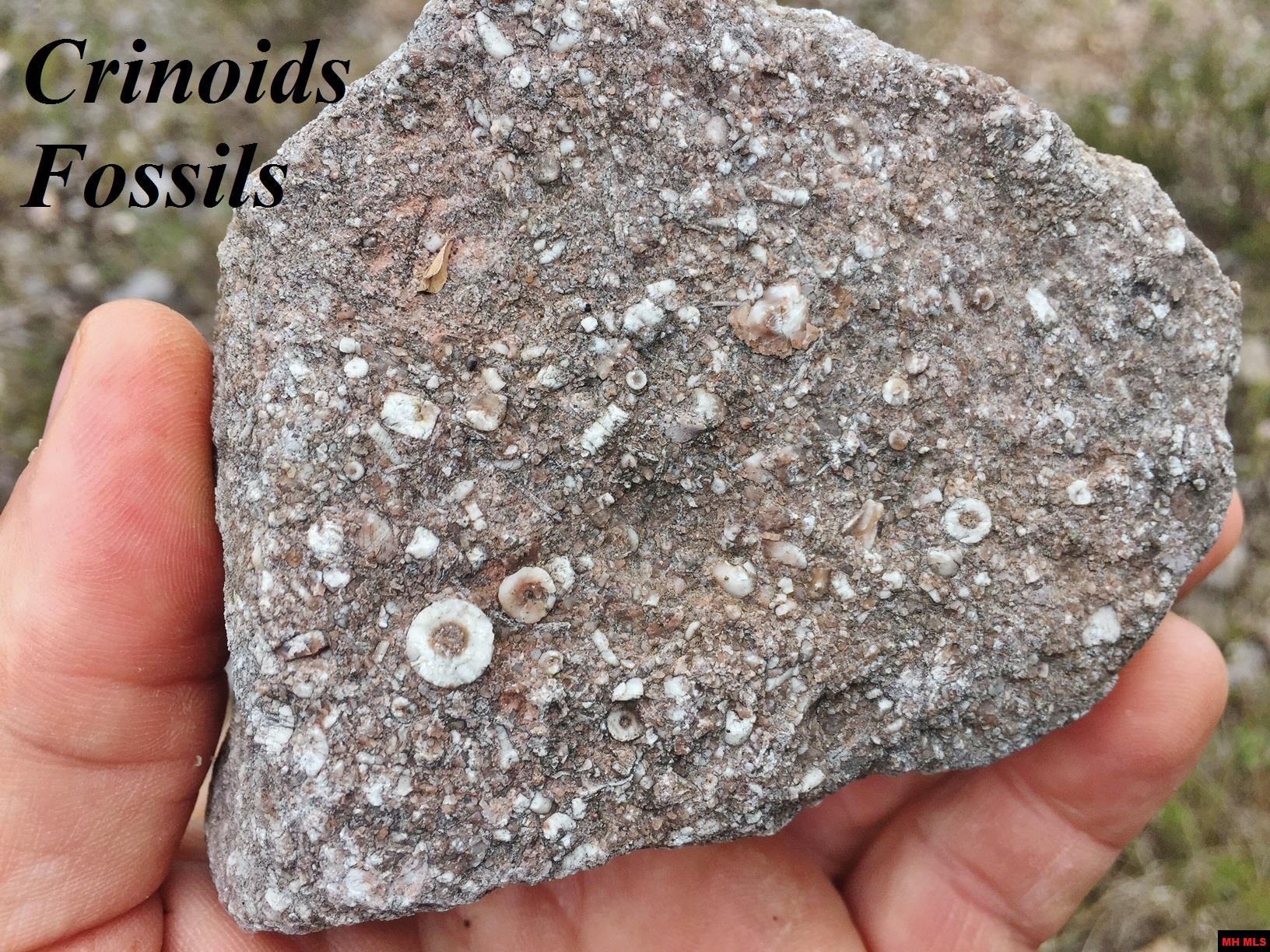 1132 Lighthouse Lane