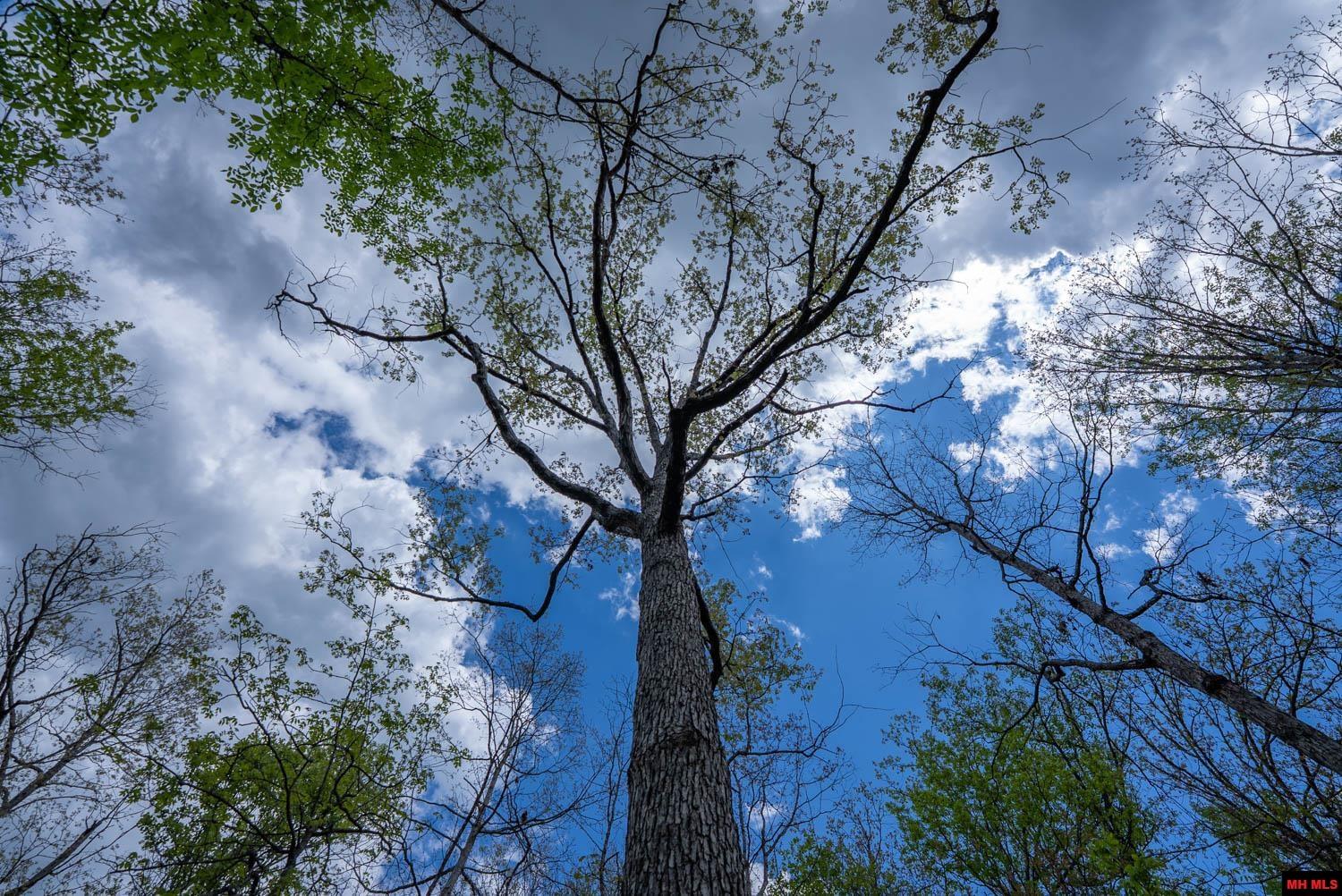 010054730000100 Fife Lane