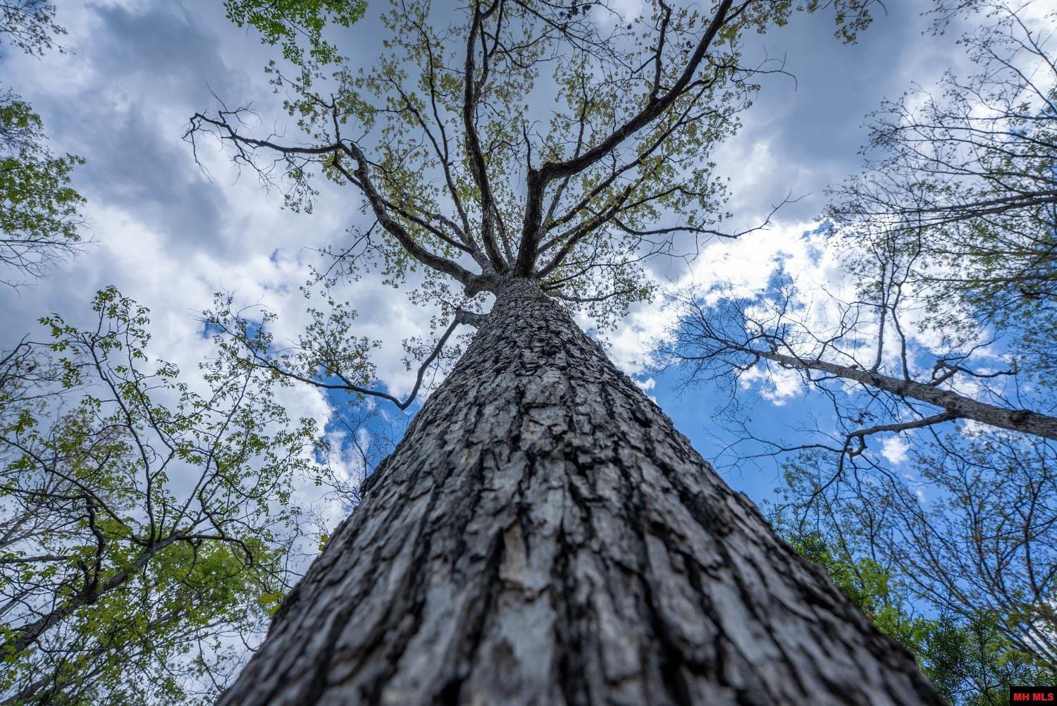 010054730000100 Fife Lane