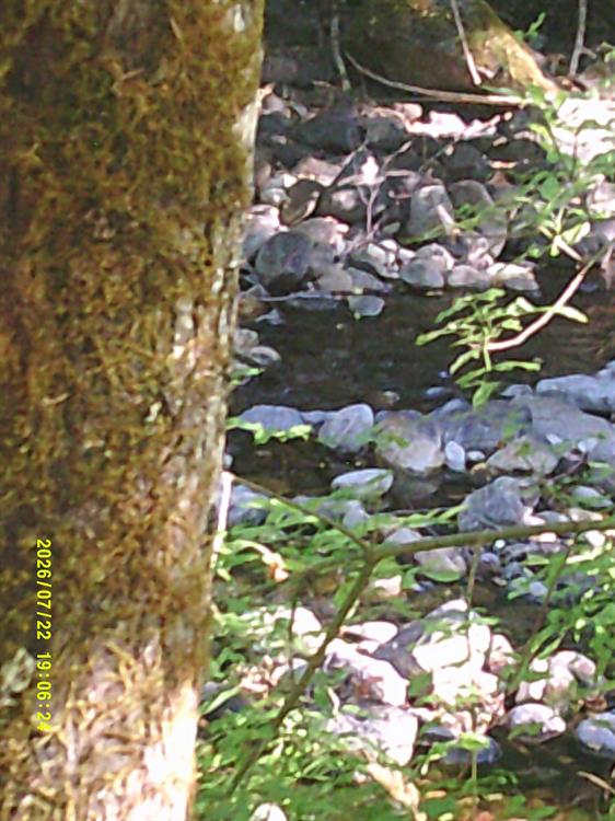 1322 Seiad Creek Rd., Seiad Valley