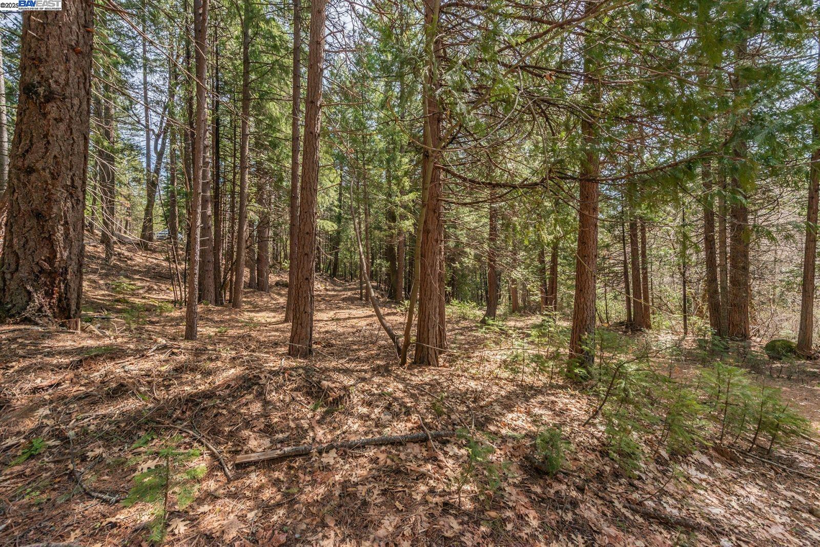 Detail Gallery Image 50 of 56 For 121 Mountain Aire Ln, Trinity Center,  CA 96091 - 2 Beds | 1 Baths