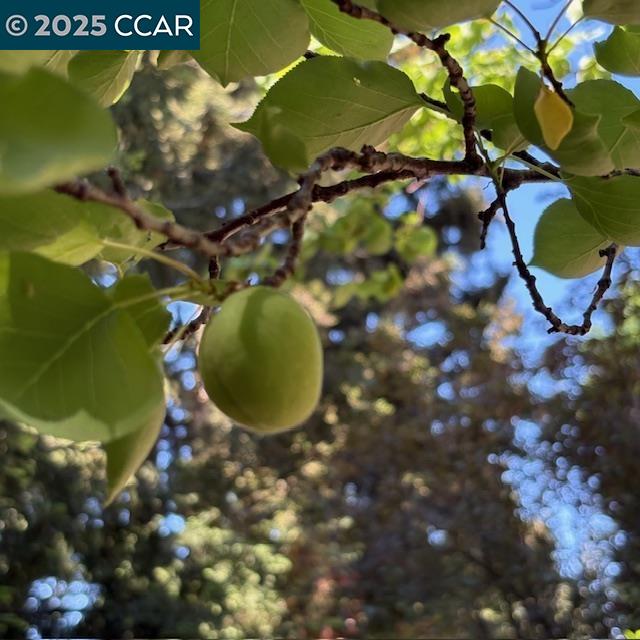 2150 Whyte Park Ave, Walnut Creek, CA, 94595