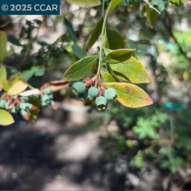 2150 Whyte Park Ave, Walnut Creek, CA, 94595