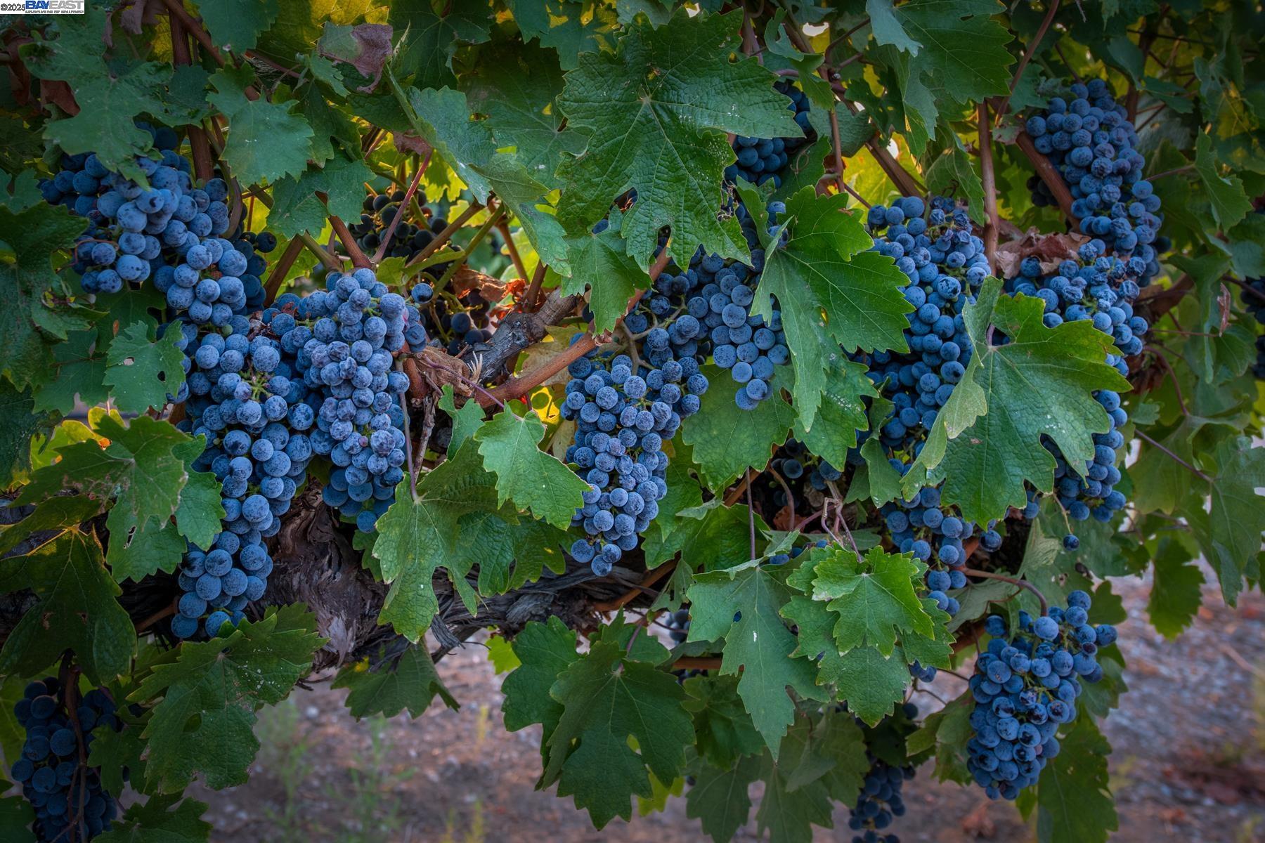 5625 Greenville Rd, Livermore, CA, 94550