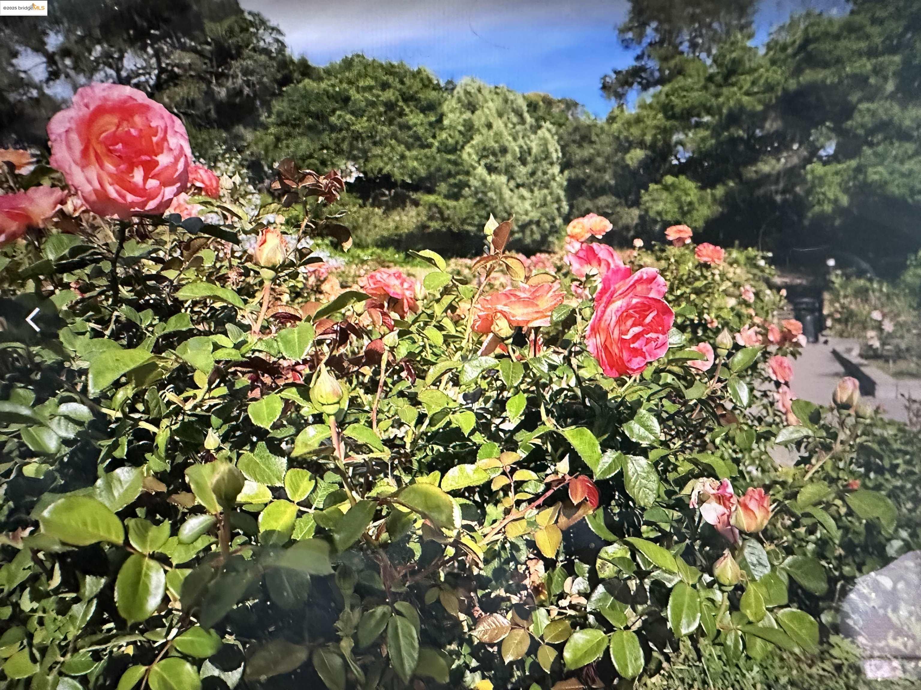 Photo #43: 41107623 Listing: Photo #43