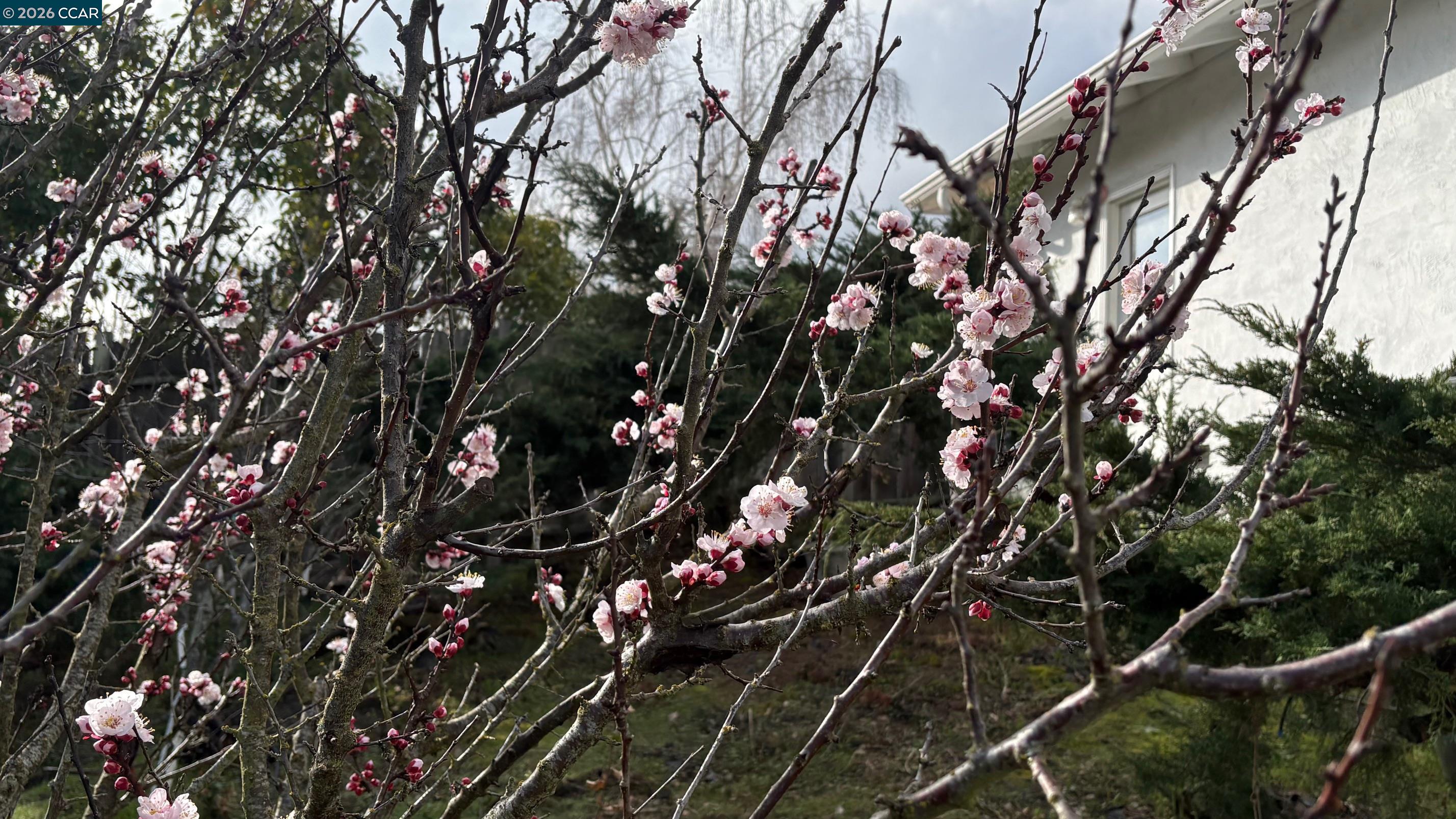 Detail Gallery Image 53 of 54 For 92 Gaywood Pl, Moraga,  CA 94556 - 4 Beds | 2 Baths