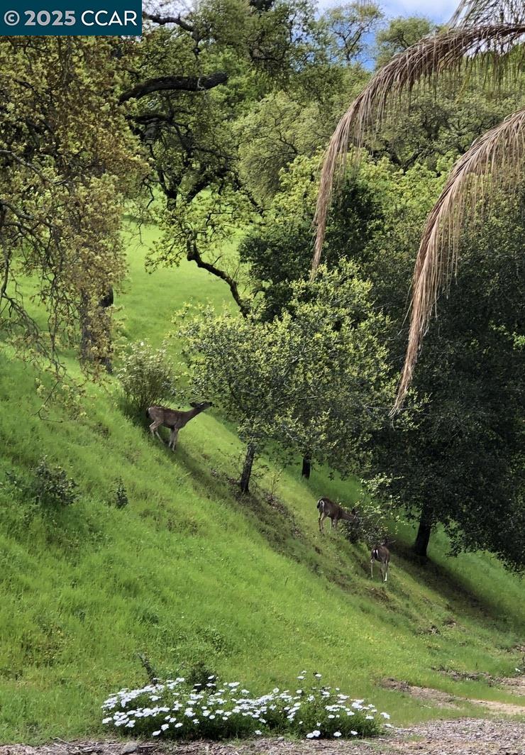 Photo #42: 41116308 Listing: Photo #42