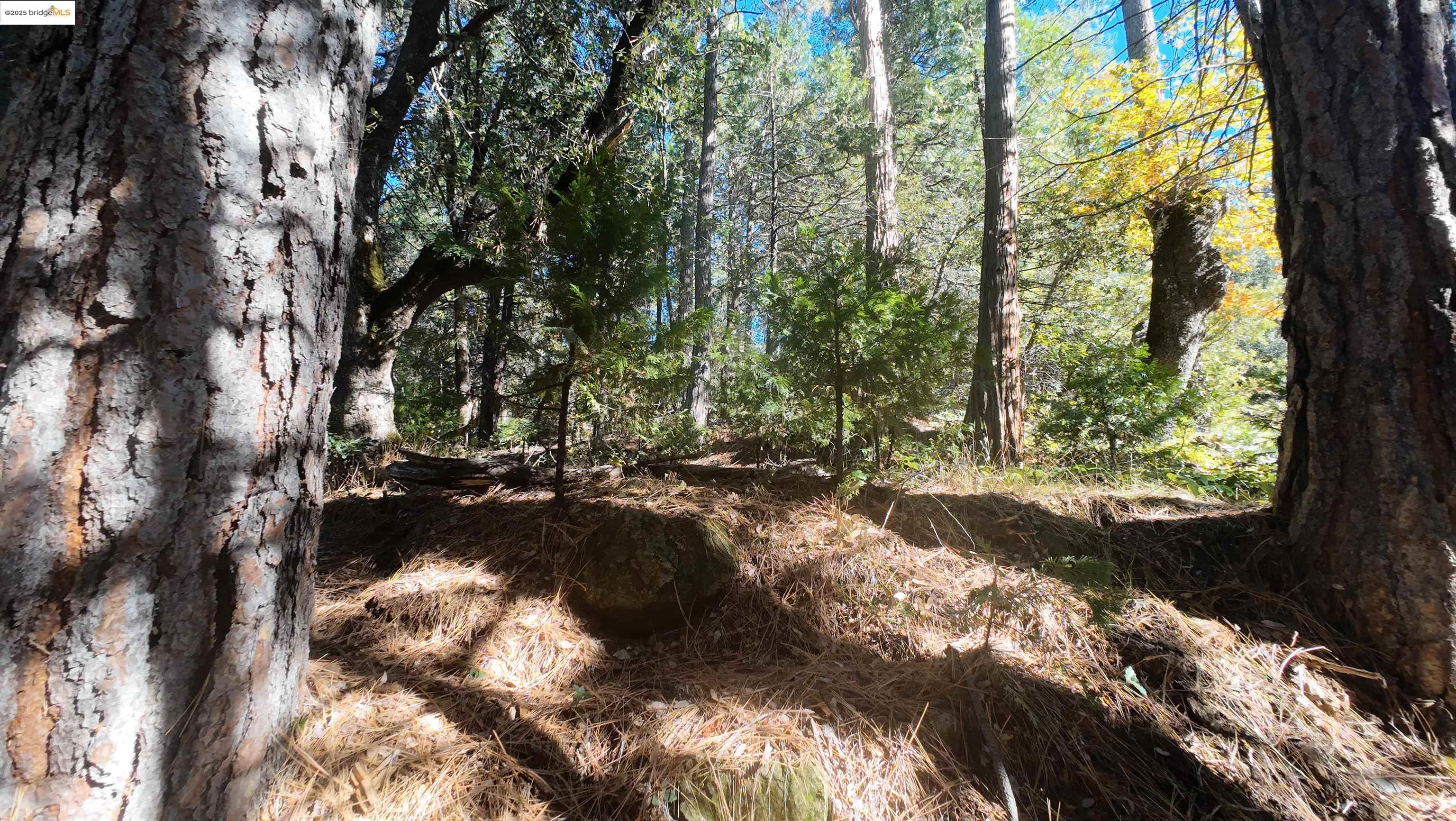 22443 Broken Bough Ln, Twain Harte CA 95383 — photo 4