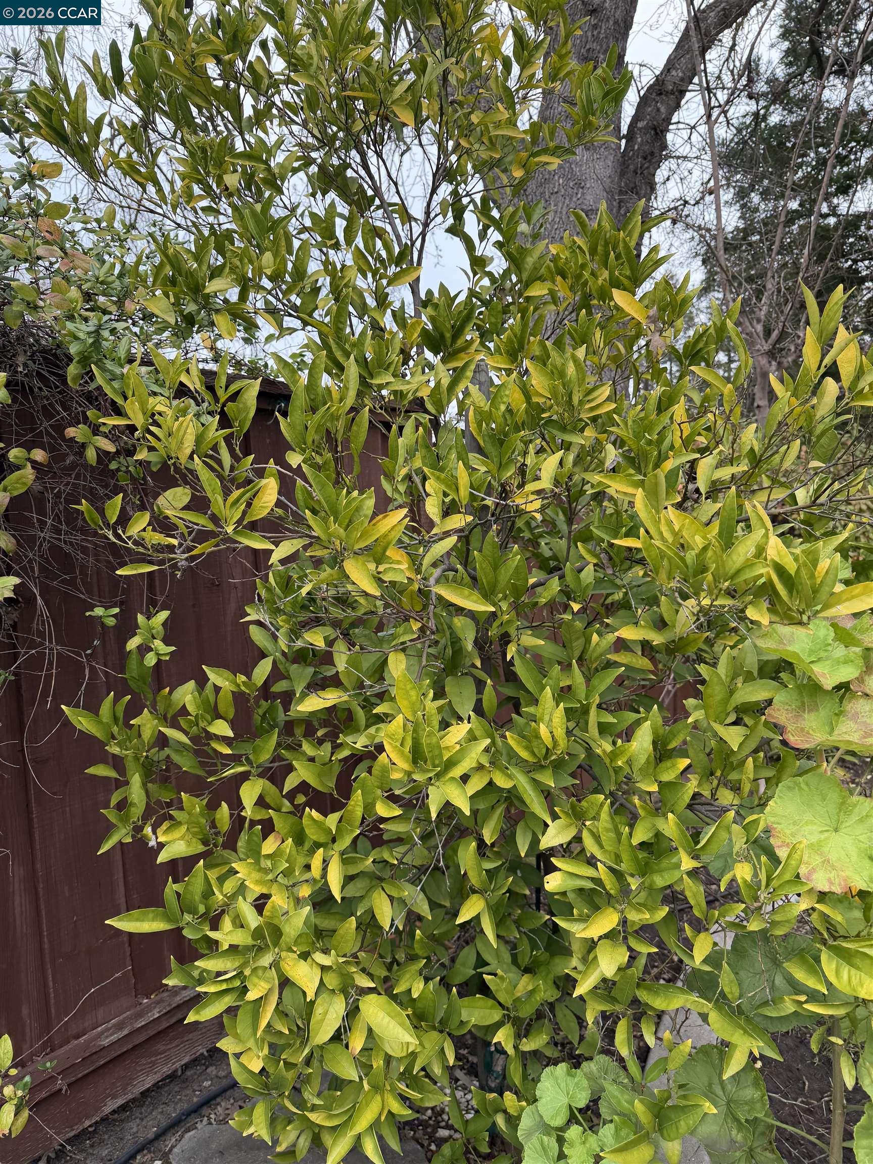 Detail Gallery Image 34 of 48 For 350 Caroni St, Walnut Creek,  CA 94597 - 4 Beds | 3 Baths