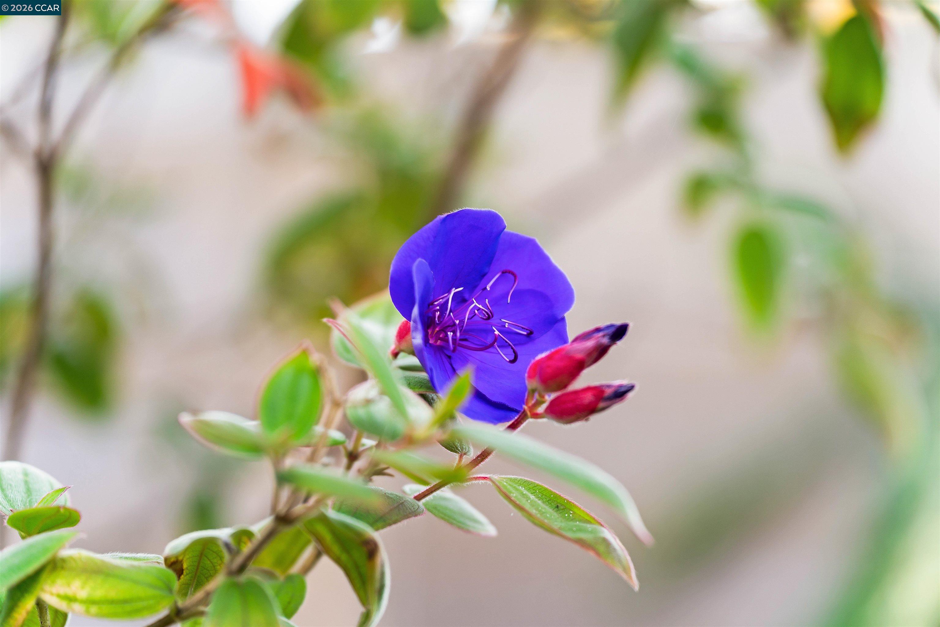 Photo #42: 41121175 Listing: Photo #42