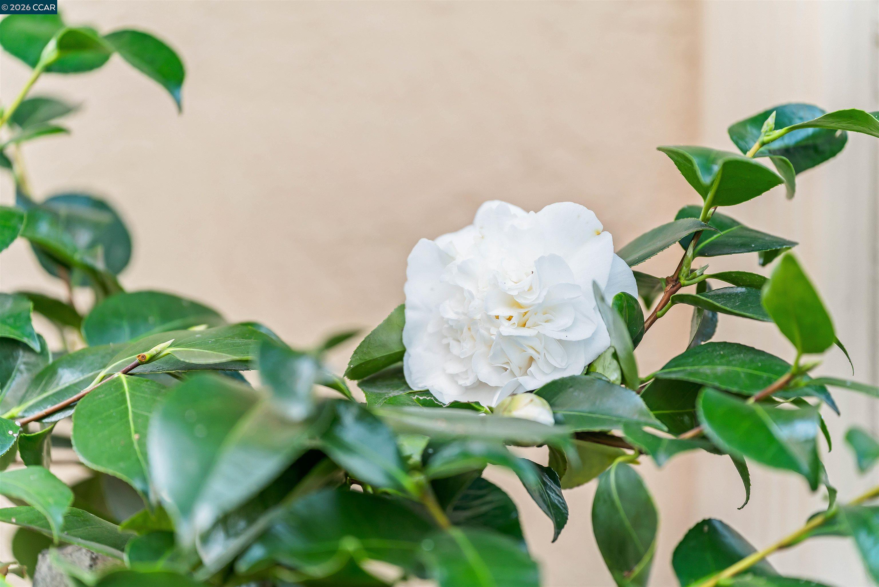 Photo #44: 41121175 Listing: Photo #44