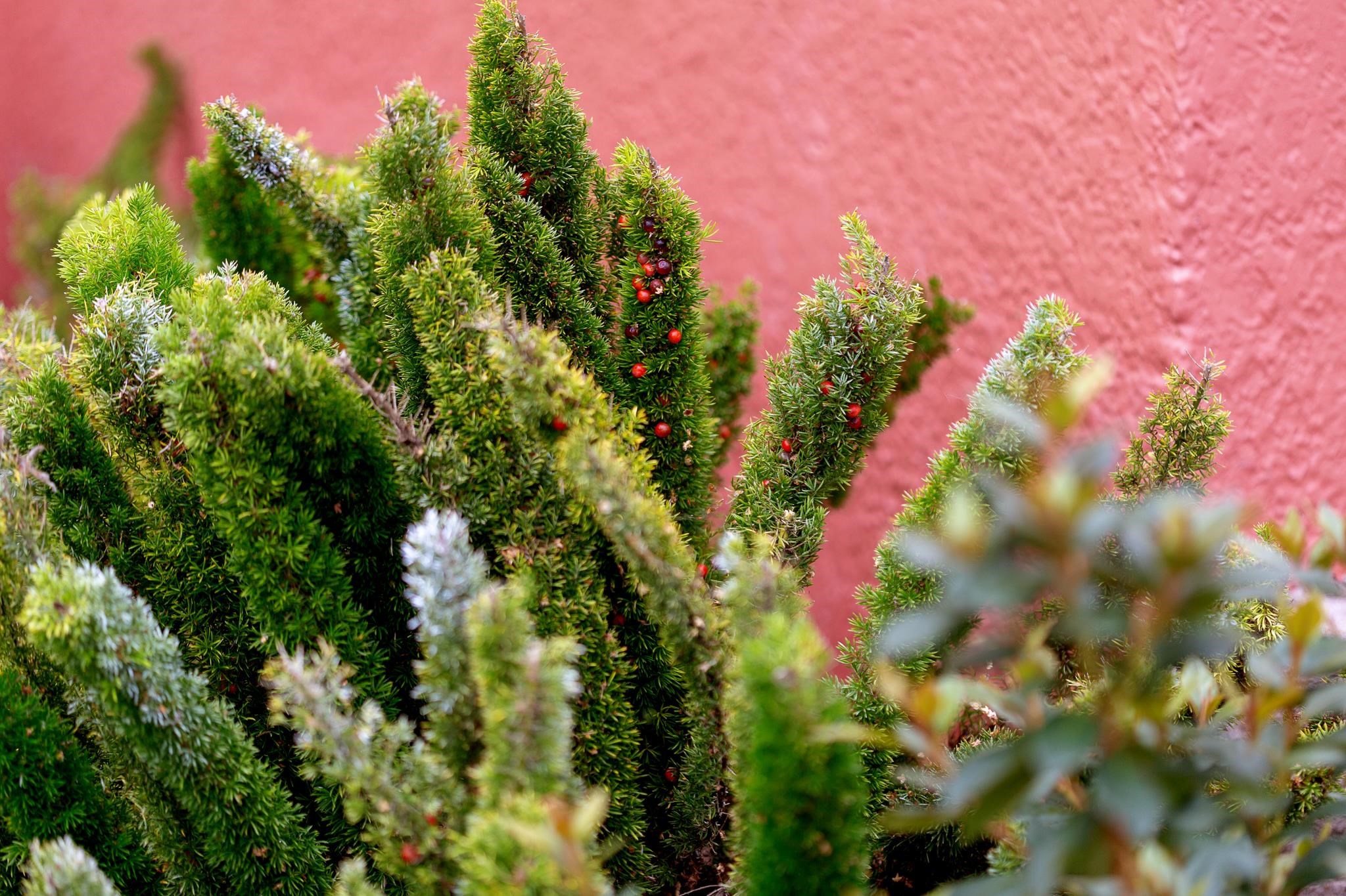 Detail Gallery Image 35 of 37 For 1128 Delaware St, Berkeley,  CA 94702 - 2 Beds | 1 Baths