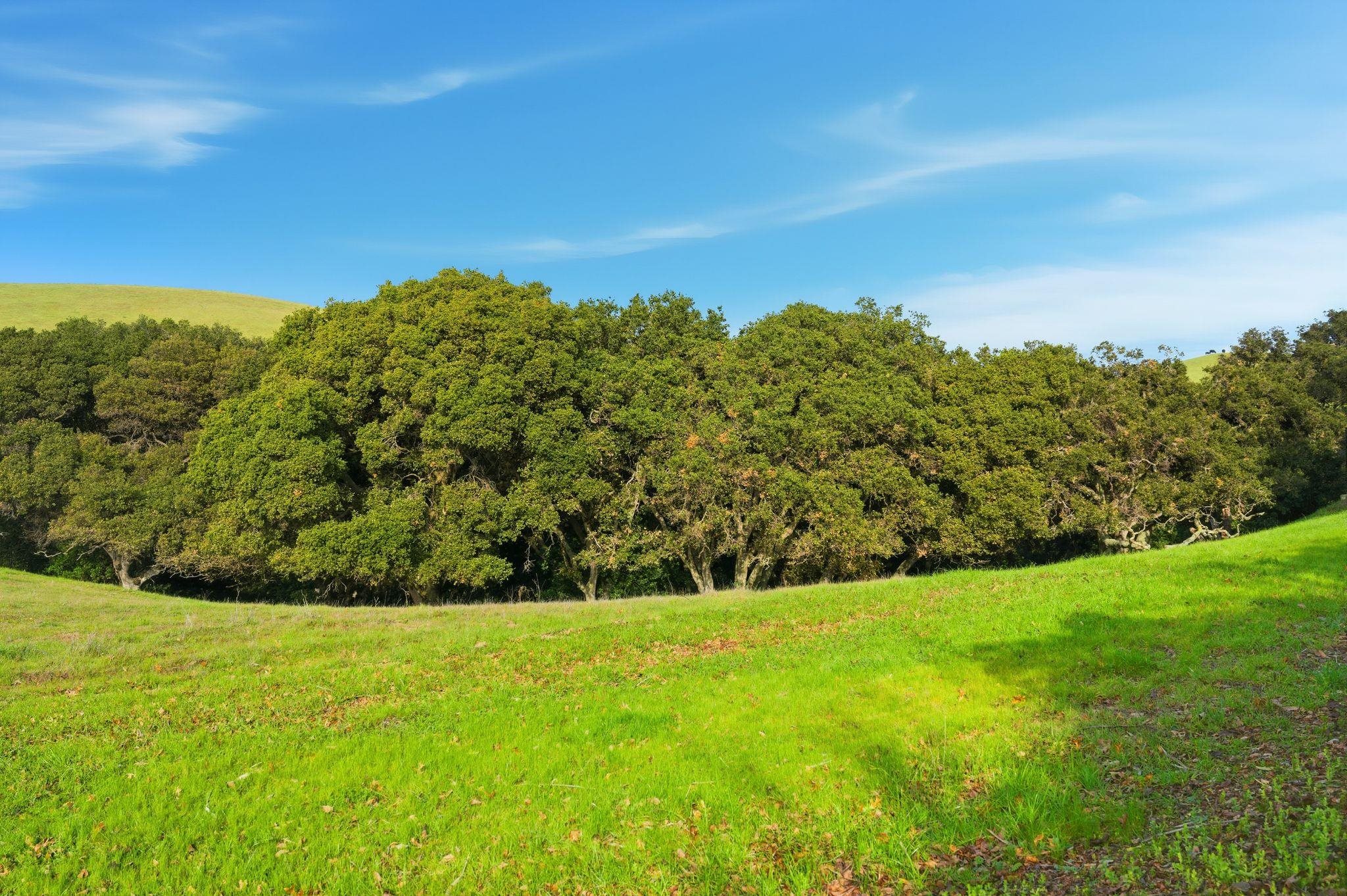 Detail Gallery Image 32 of 37 For 2395 Tecado Ter, Fremont,  CA 94539 - – Beds | – Baths