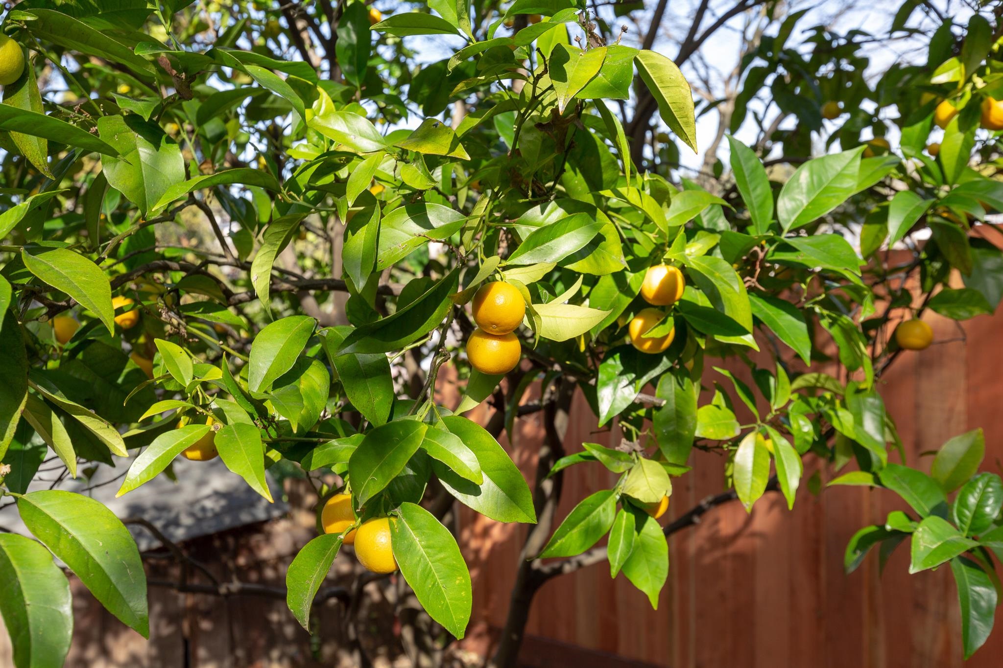 Detail Gallery Image 50 of 53 For 4101 Greenwood Ave, Oakland,  CA 94602 - 3 Beds | 2 Baths